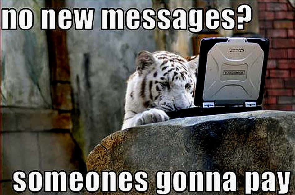 Cute Animal Memes 桌布 壁紙 — 一頭雪豹將頭靠在堅固的筆記型電腦上，文字疊加顯示「沒有新訊息？有人要付出代價。」