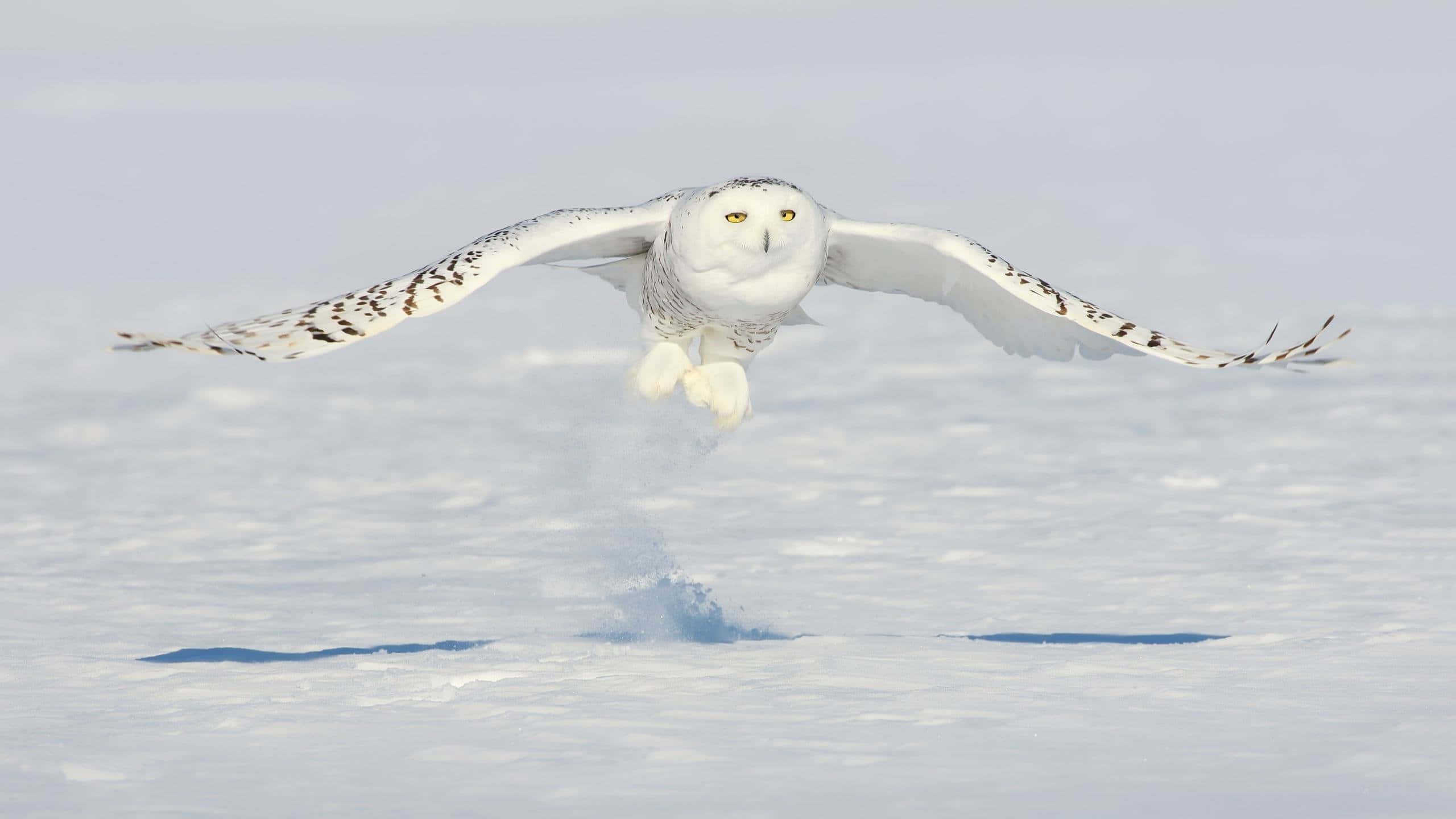 Snowy Owl 桌布 壁紙 — 一頭雪鴞低飛過冰凍的廣闊地帶，翅膀張開，爪子伸出準備降落。