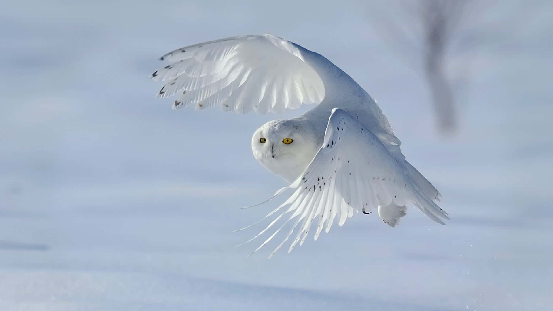 Snowy Owl 桌布 壁紙 — 一頭雪鴞在明亮的冬日天空中優雅翱翔，翅膀在柔和的藍色背景下展開。