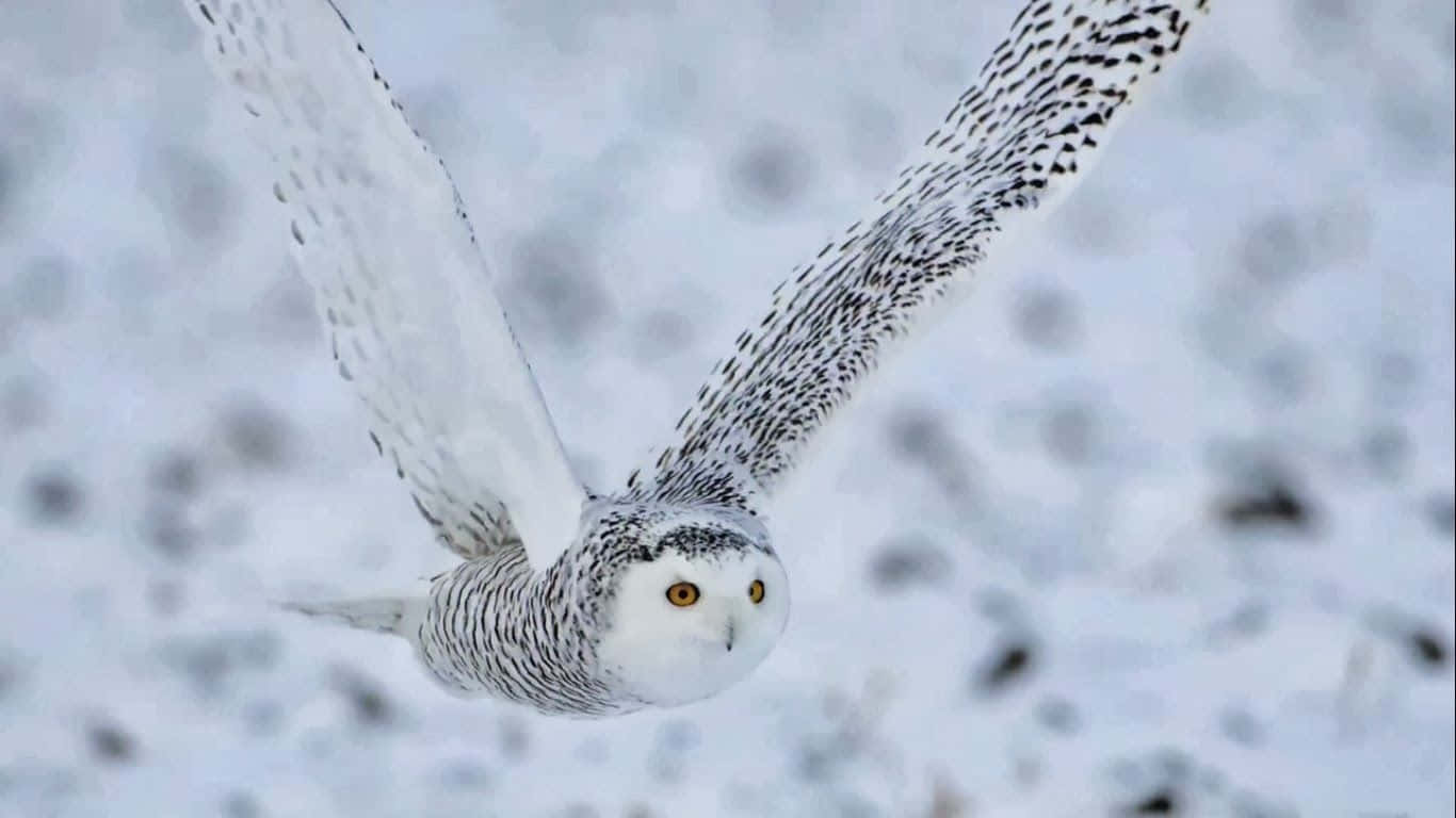 Snowy Owl 桌布 壁紙 — 一頭雪鴞在暴風雪中優雅翱翔，翅膀張開，映襯著旋轉的白色背景。
