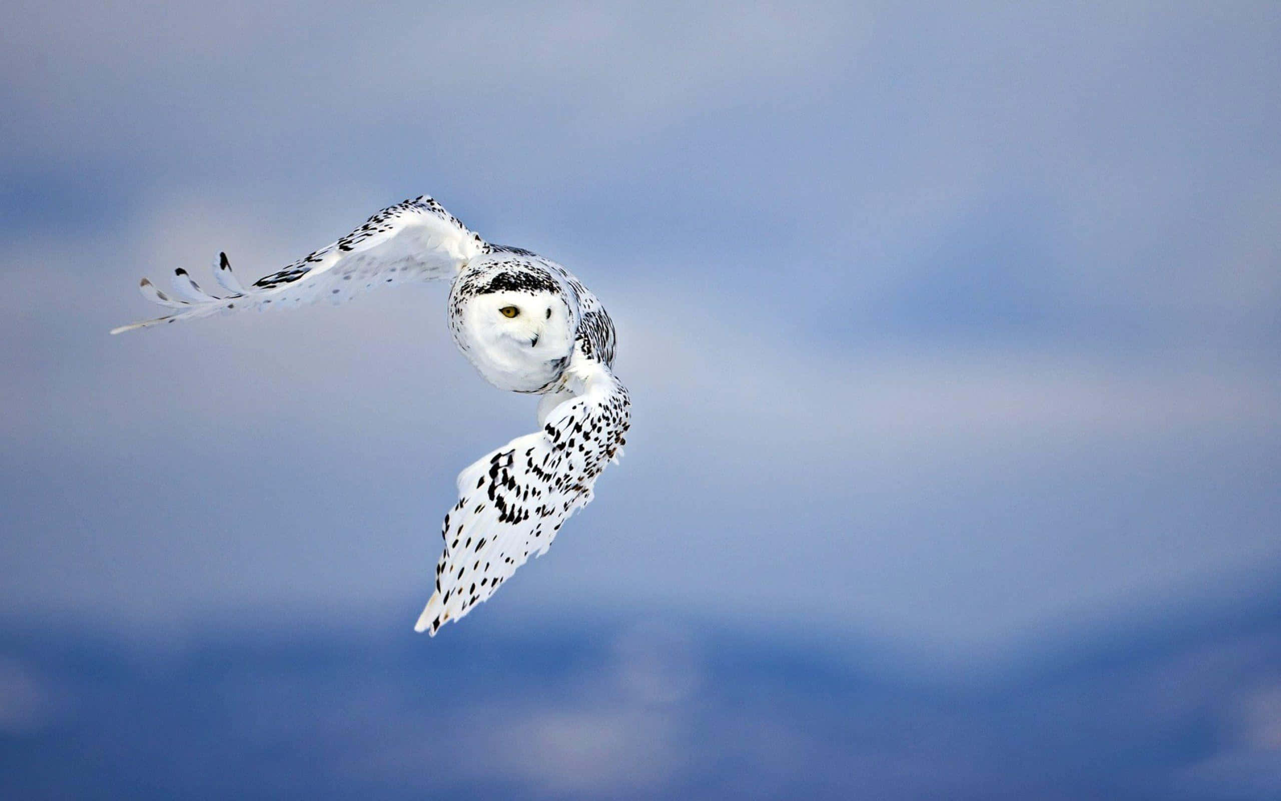 Snowy Owl 桌布 壁紙 — 一頭雪鴞在柔和的藍天中優雅翱翔，翅膀展開，背景模糊。