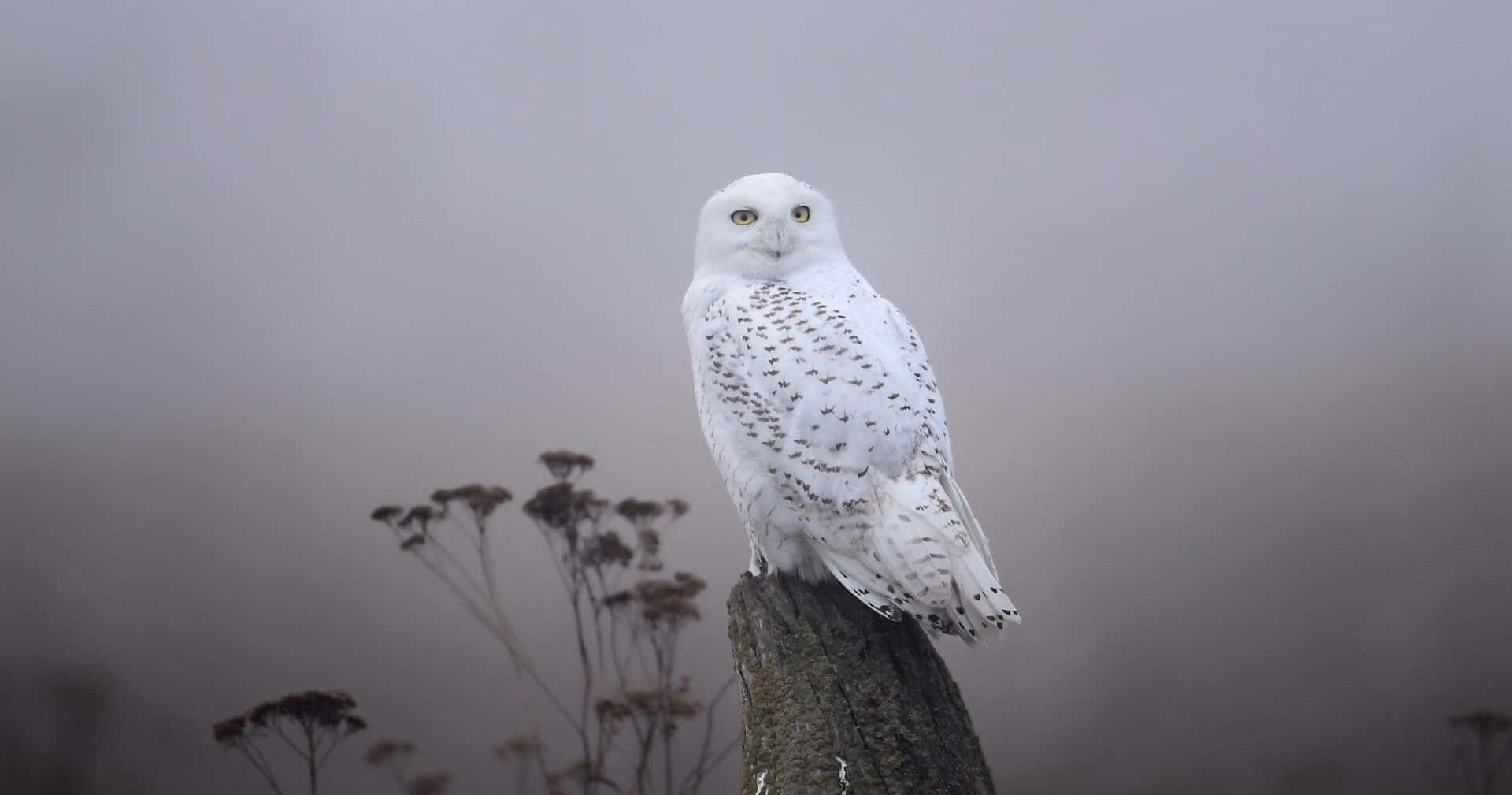Snowy Owl 桌布 壁紙 — 一頭雪鴞威風凜凜地棲息在長滿苔蘚的樹樁上，背景是柔和的灰色霧氣和乾燥的植物。