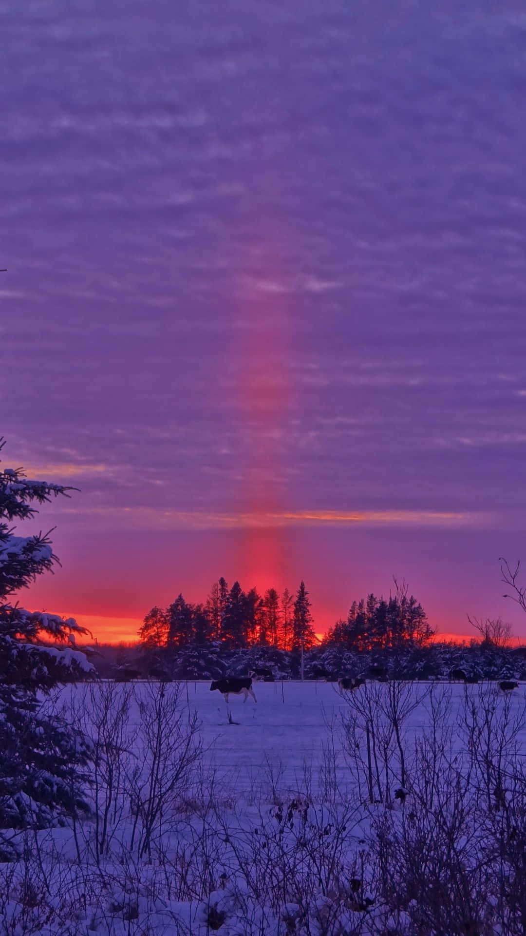 Winter Sunset 桌布 壁紙 — 一頭駝鹿站在雪地裡，夕陽西下，一道鮮紅色的陽光穿過紫色雲層，照耀在積雪的樹木上。