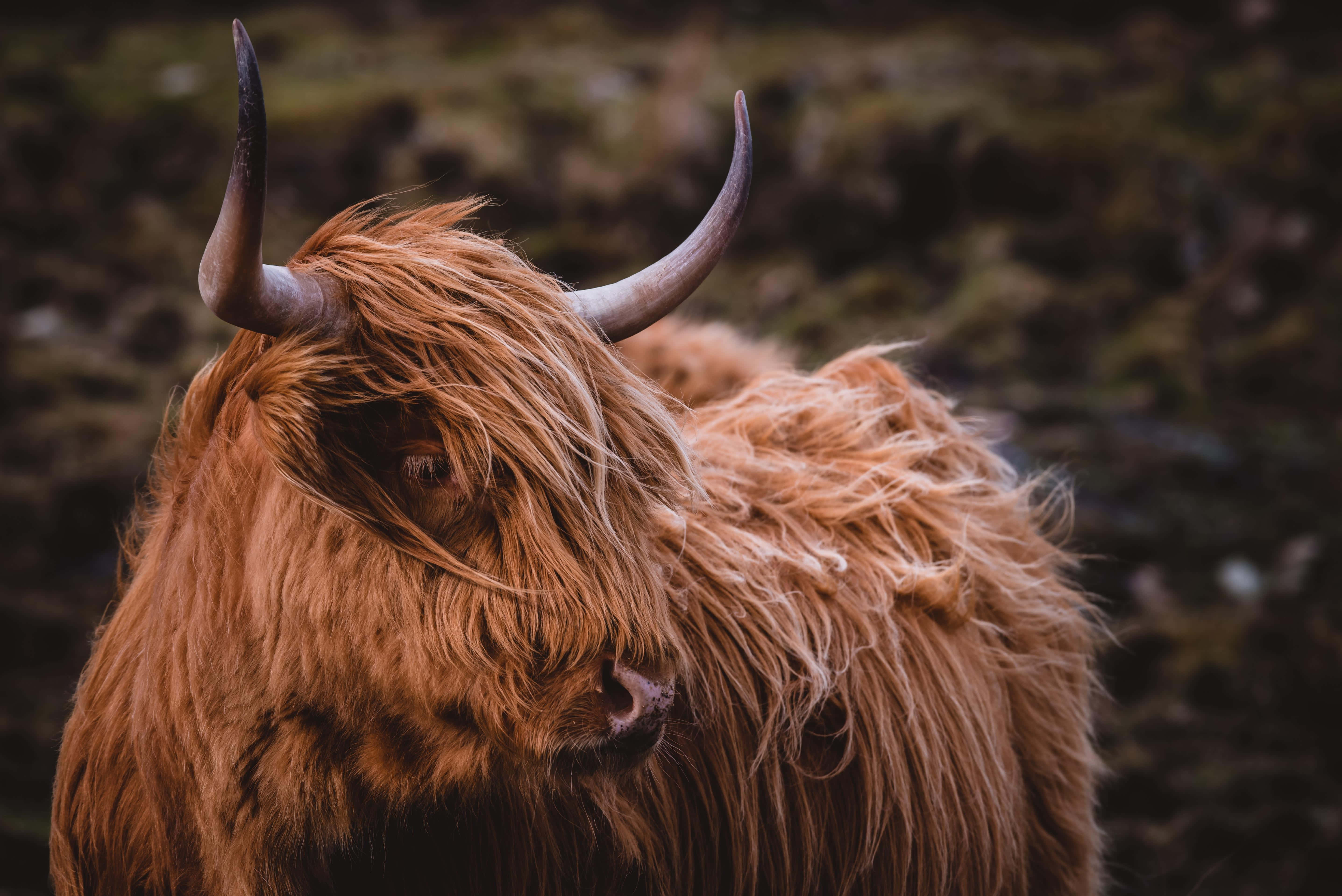 Highland Cow 桌布 壁紙 — 一頭高地牛的近照，擁有蓬鬆的紅棕色毛髮和彎曲的角，站在模糊的綠色田野中。