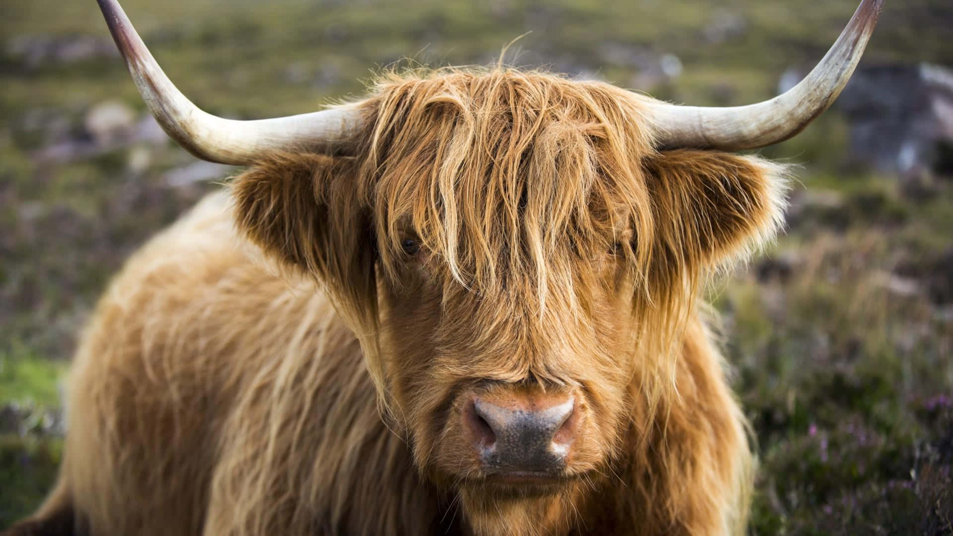 Highland Cow 桌布 壁紙 — 一頭高地牛的近距離特寫，長有蓬鬆的棕色長毛和彎曲的角，在草地上直視鏡頭。