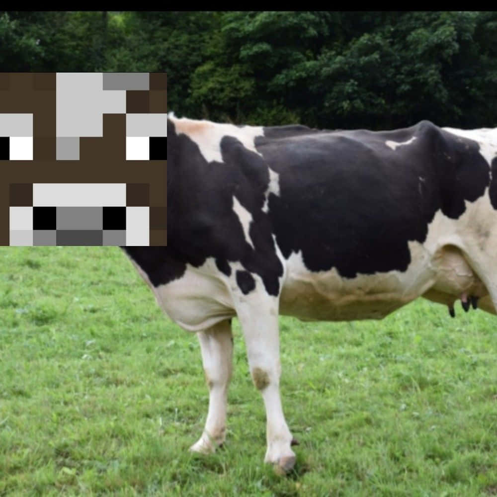 Minecraft Cow 桌布 壁紙 — 一頭黑白相間的牛站在茂密的綠色田野中，身後有樹木，它的臉被像素化遮擋。