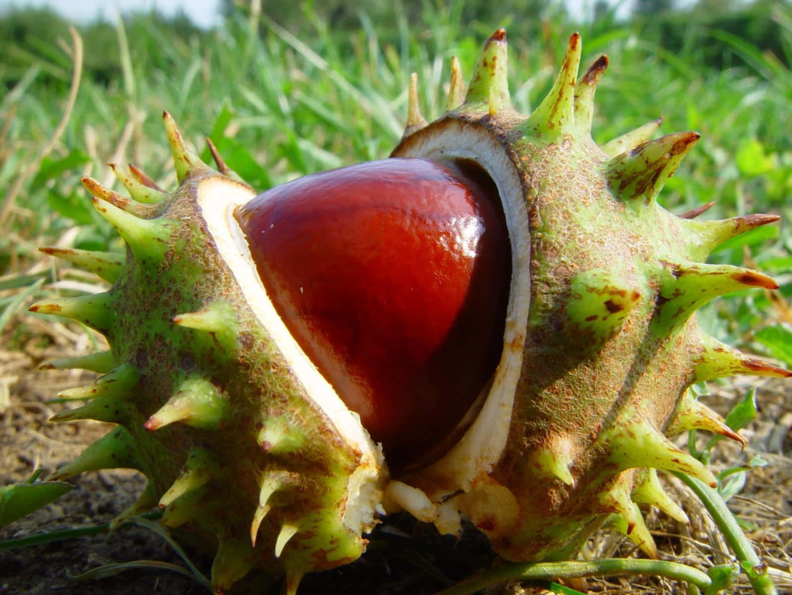 Chestnut 桌布 壁紙 — 一顆光亮的紅色栗子從長在草地上的帶刺綠色外殼中探出頭來，沐浴在明亮的陽光下。