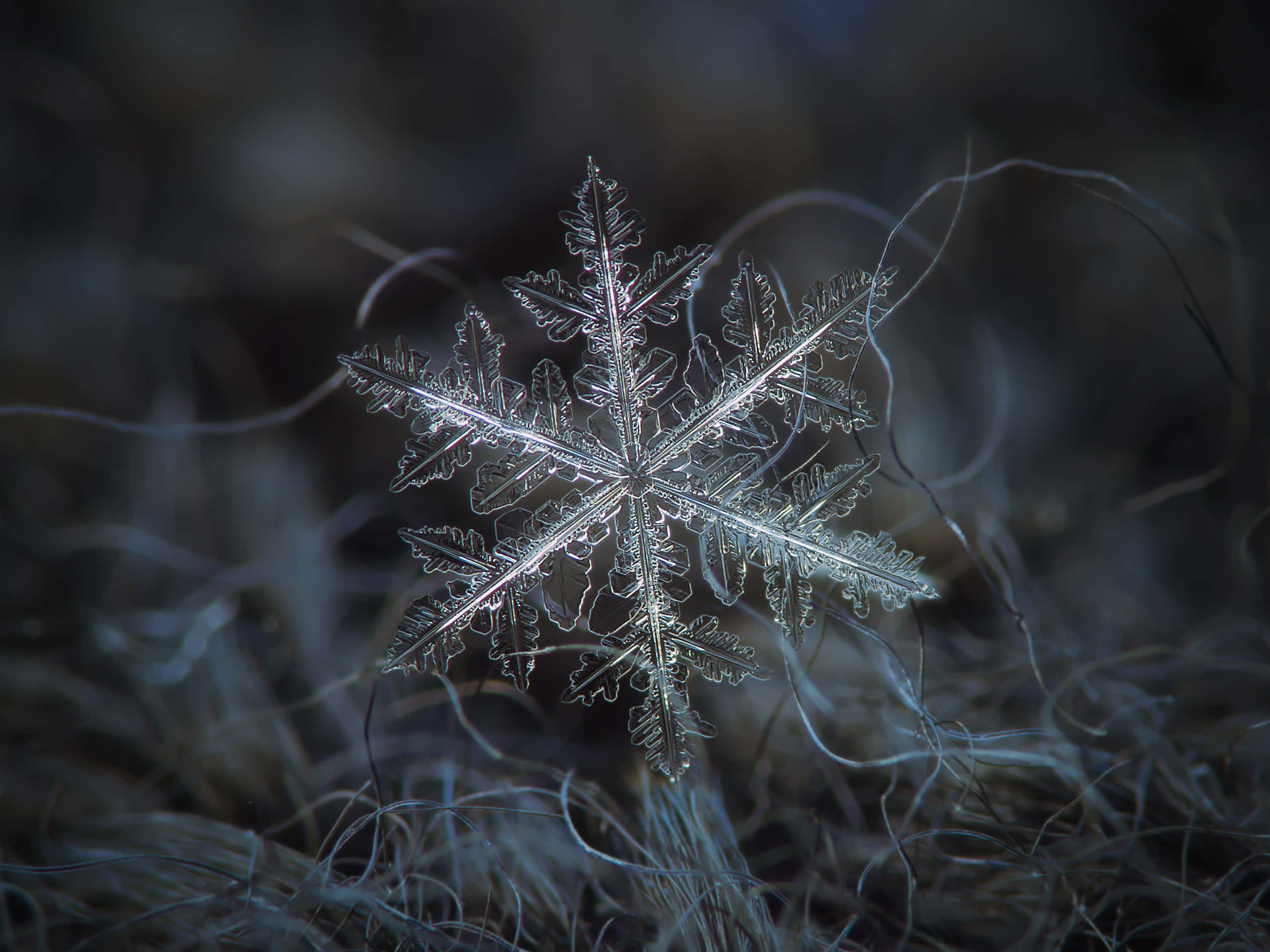 一顆壯觀雪花的近距離視角 壁紙 — 一片精緻的雪花輕輕地落在結霜的草地上，背景是黑暗模糊的。