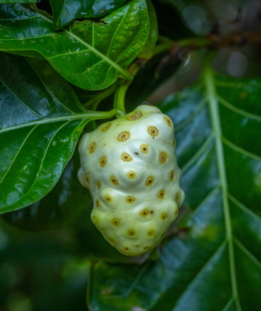 一個淺綠色帶有黃色斑點的諾麗果掛在枝葉茂盛的樹枝上。