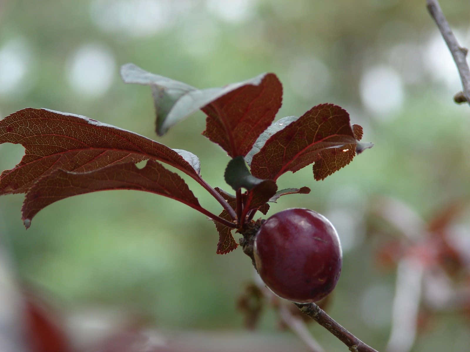 Purple Plums 桌布 壁紙 — 一顆成熟的李子掛在帶有深紅色葉子的樹枝上，背景是柔和的綠色模糊效果。