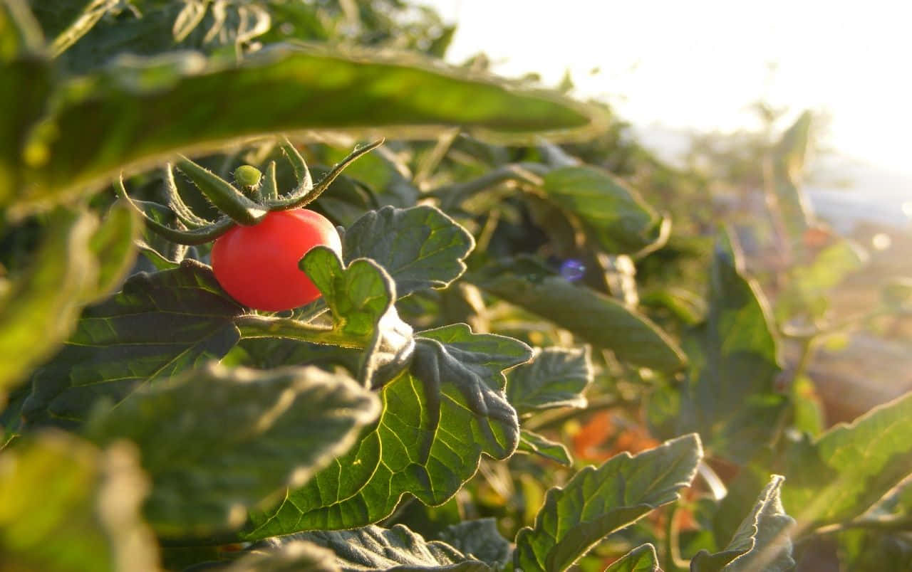 tomato 桌布 壁紙 — 一顆成熟的紅番茄在沐浴著金色陽光的茂密綠葉中溫暖地發光。