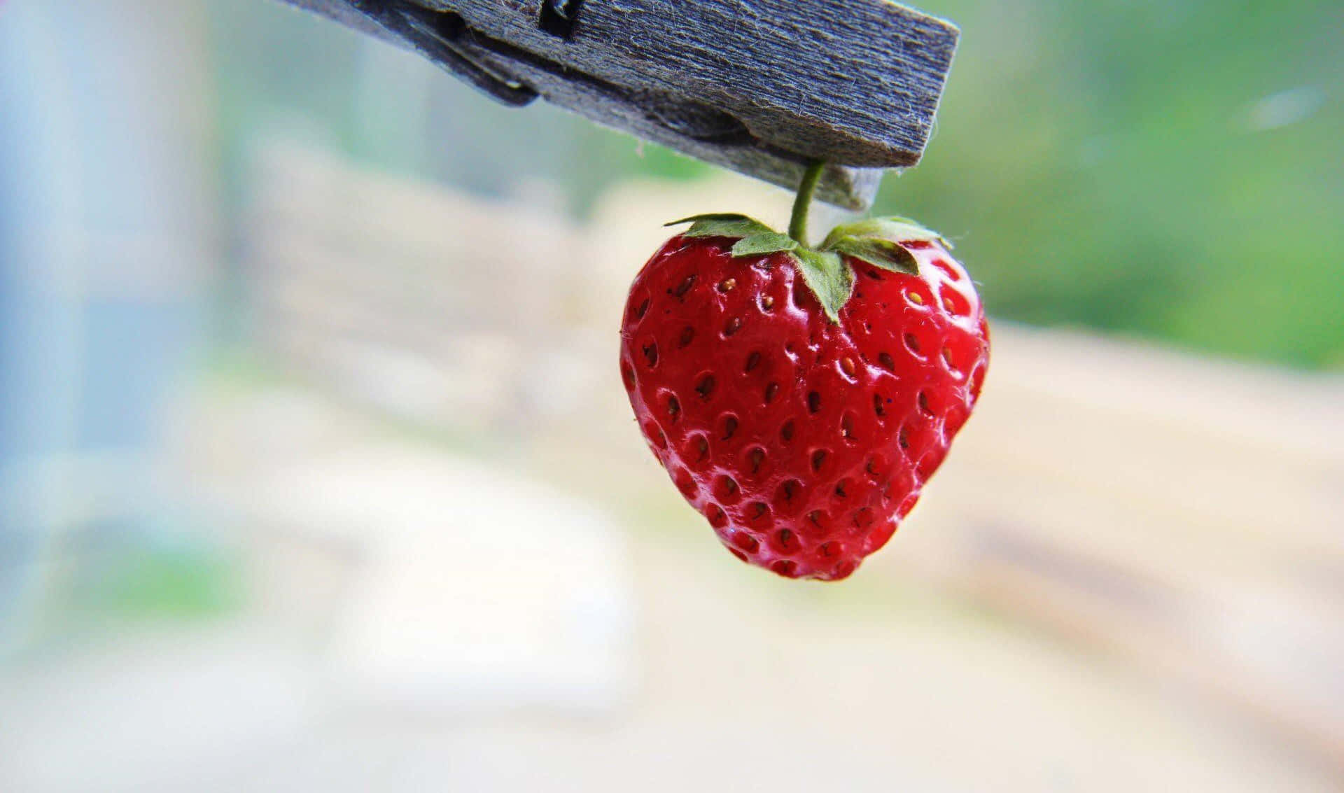 Cute Strawberry 桌布 壁紙 — 一顆成熟的紅色士多啤梨掛在一個風化的木衣夾上，背景是柔和模糊的戶外景色。