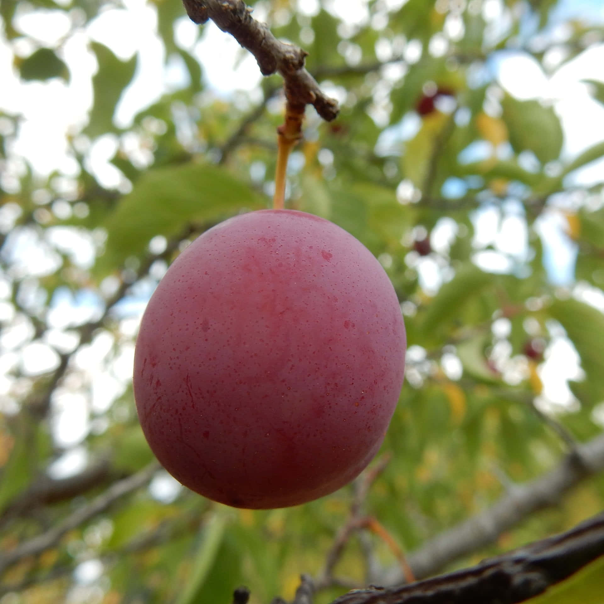Red Plum 桌布 壁紙 — 一顆成熟的紫色李子掛在樹枝上，背景是柔和模糊的綠色樹葉。