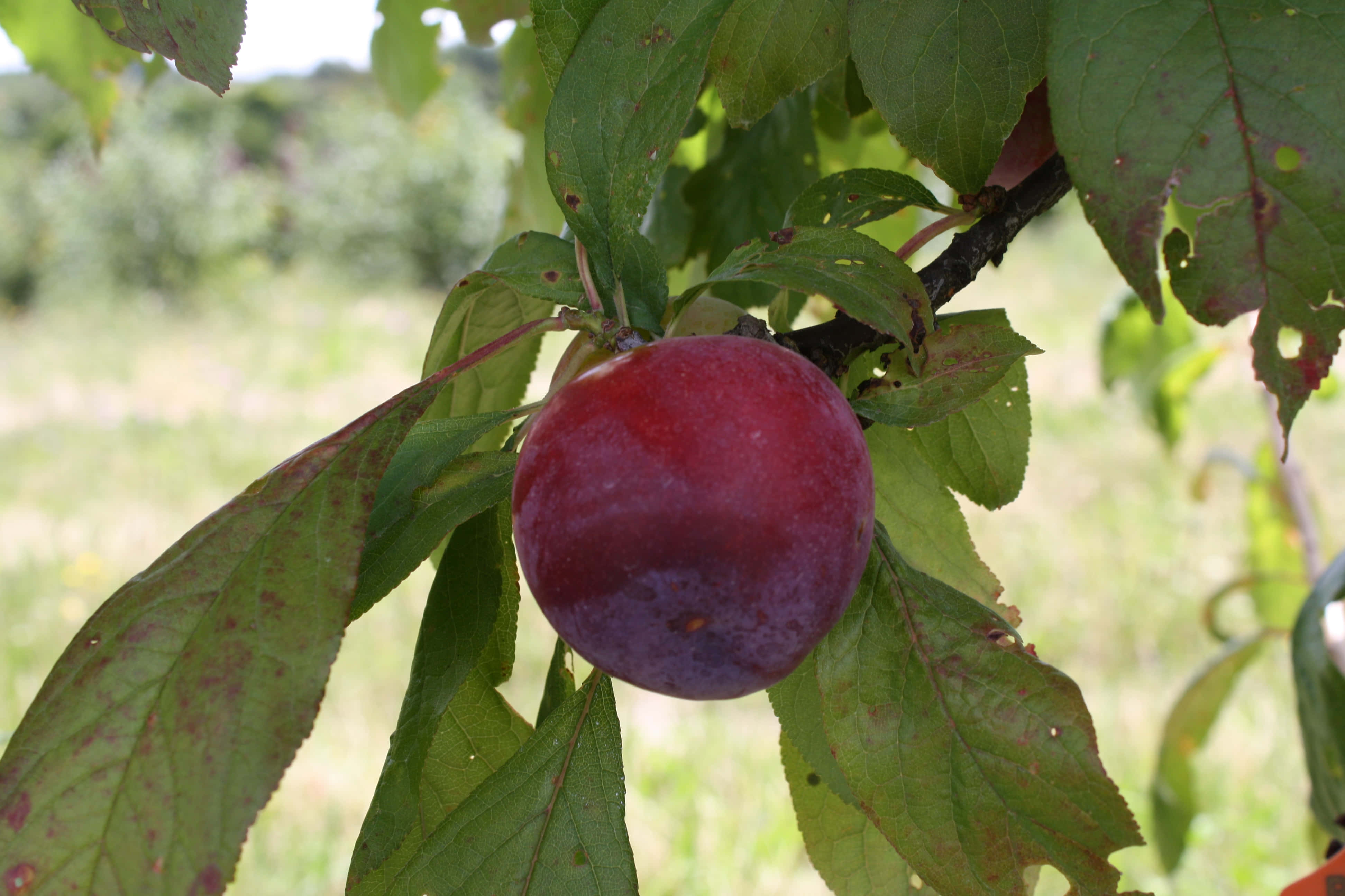 Purple Plums 桌布 壁紙 — 一顆成熟的紫色李子沉甸甸地掛在枝葉茂密的樹枝上，背景是綠色的樹葉和模糊的草地。