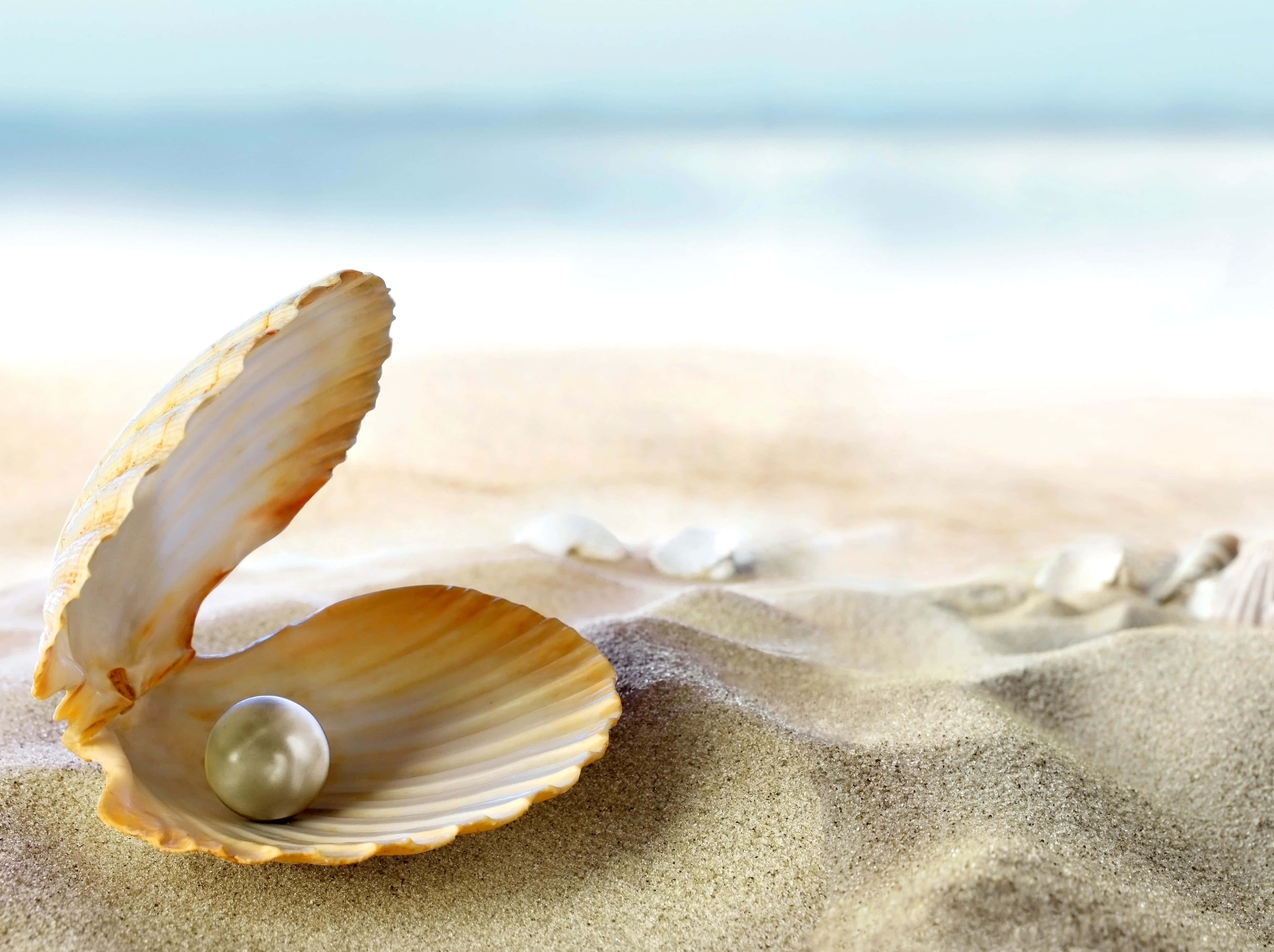 Shell 桌布 壁紙 — 一顆發光的珍珠安放在金色沙灘上打開的貝殼中，背景是柔和的海景。