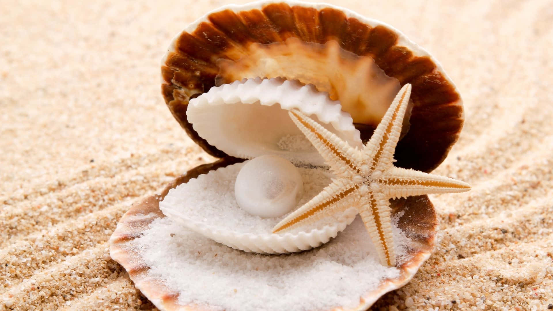 Shell 桌布 壁紙 — 一顆純淨的珍珠躺在貝殼裡，旁邊有海星在質感沙灘上。