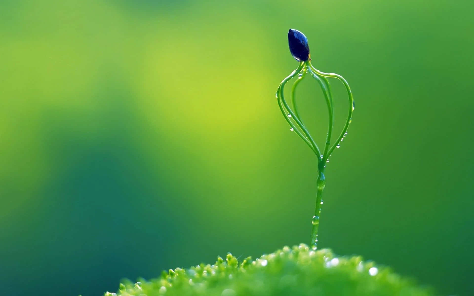 life 桌布 壁紙 — 一顆被露水親吻的嫩芽，帶有深藍色的花蕾，從充滿活力的綠色苔蘚中冒出，背景是柔和模糊的綠色。