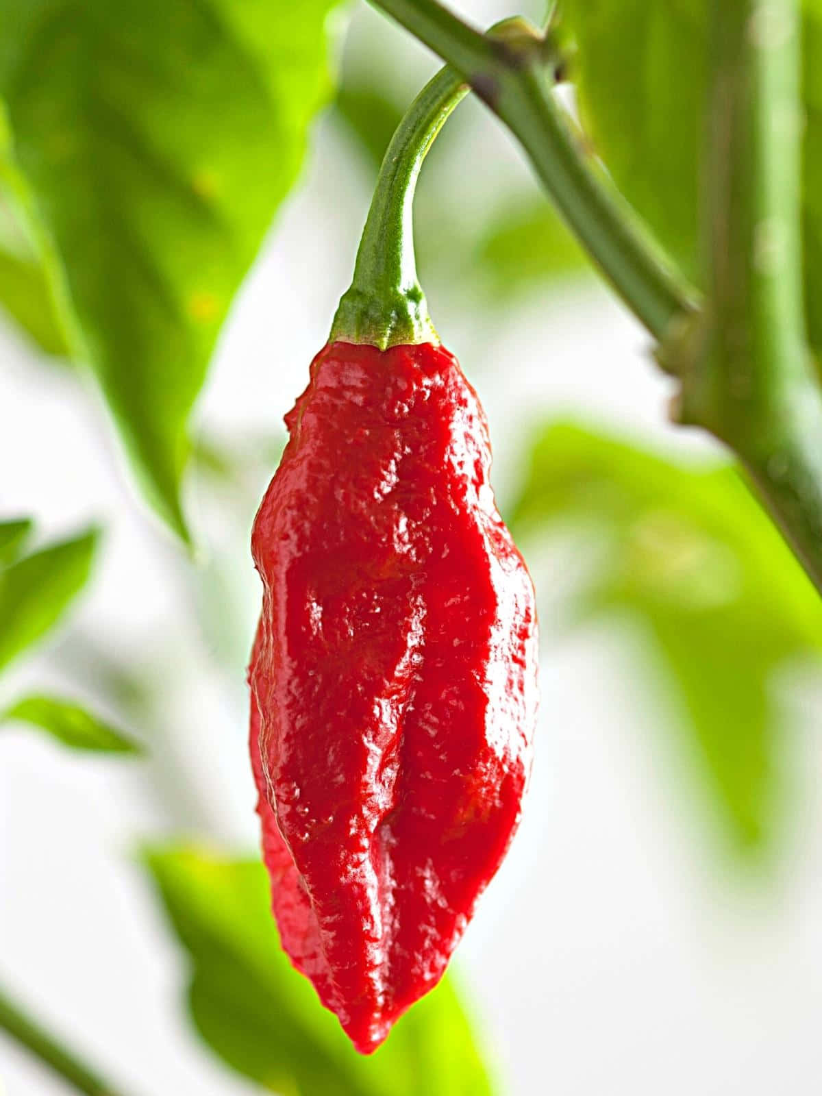 Ghost Pepper 桌布 壁紙 — 一顆鮮紅的辣椒從綠色的莖上垂下來，背景是柔和的模糊葉子。
