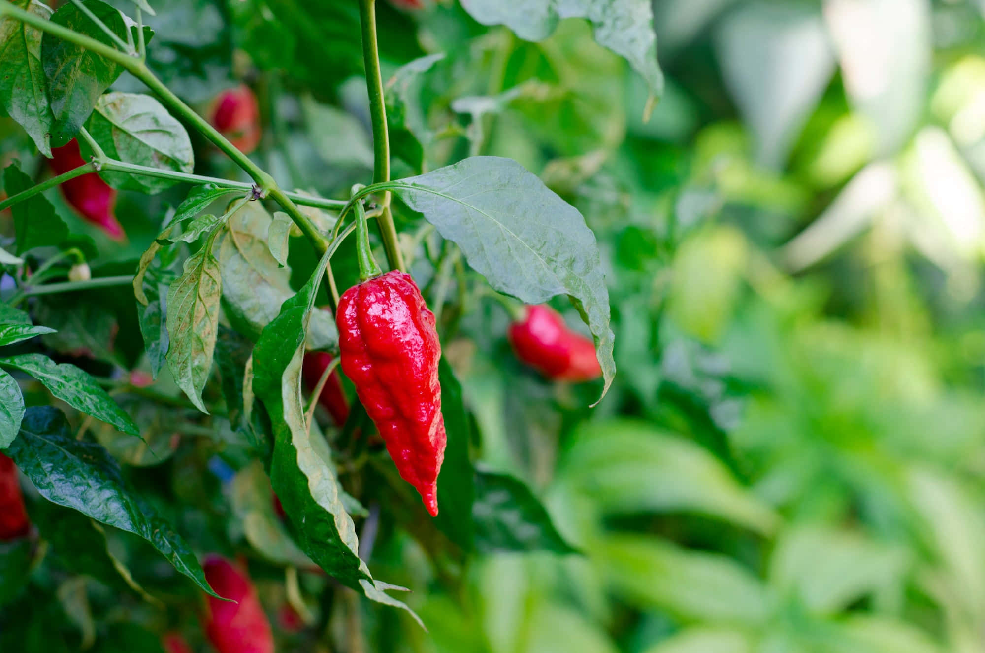 Ghost Pepper 桌布 壁紙 — 一顆鮮紅色的辣椒在陽光普照的花園中，突出地懸掛在茂盛的綠葉之間。