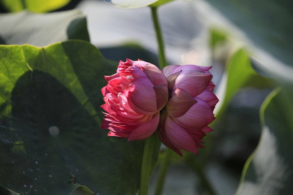 粉紅蓮花在綠色睡蓮葉間盛開於水中。 — 蓮花 GIF 壁紙