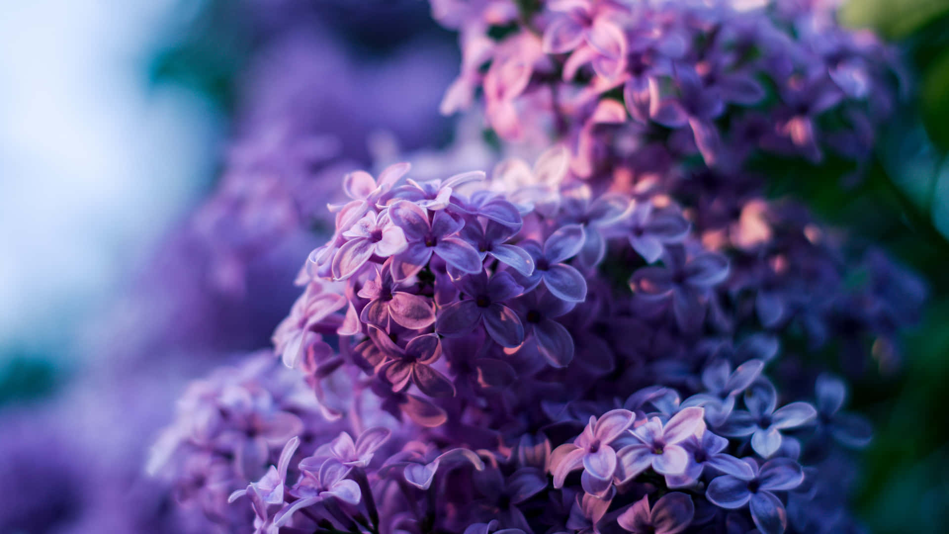丁香花藍紫色桌面 壁紙