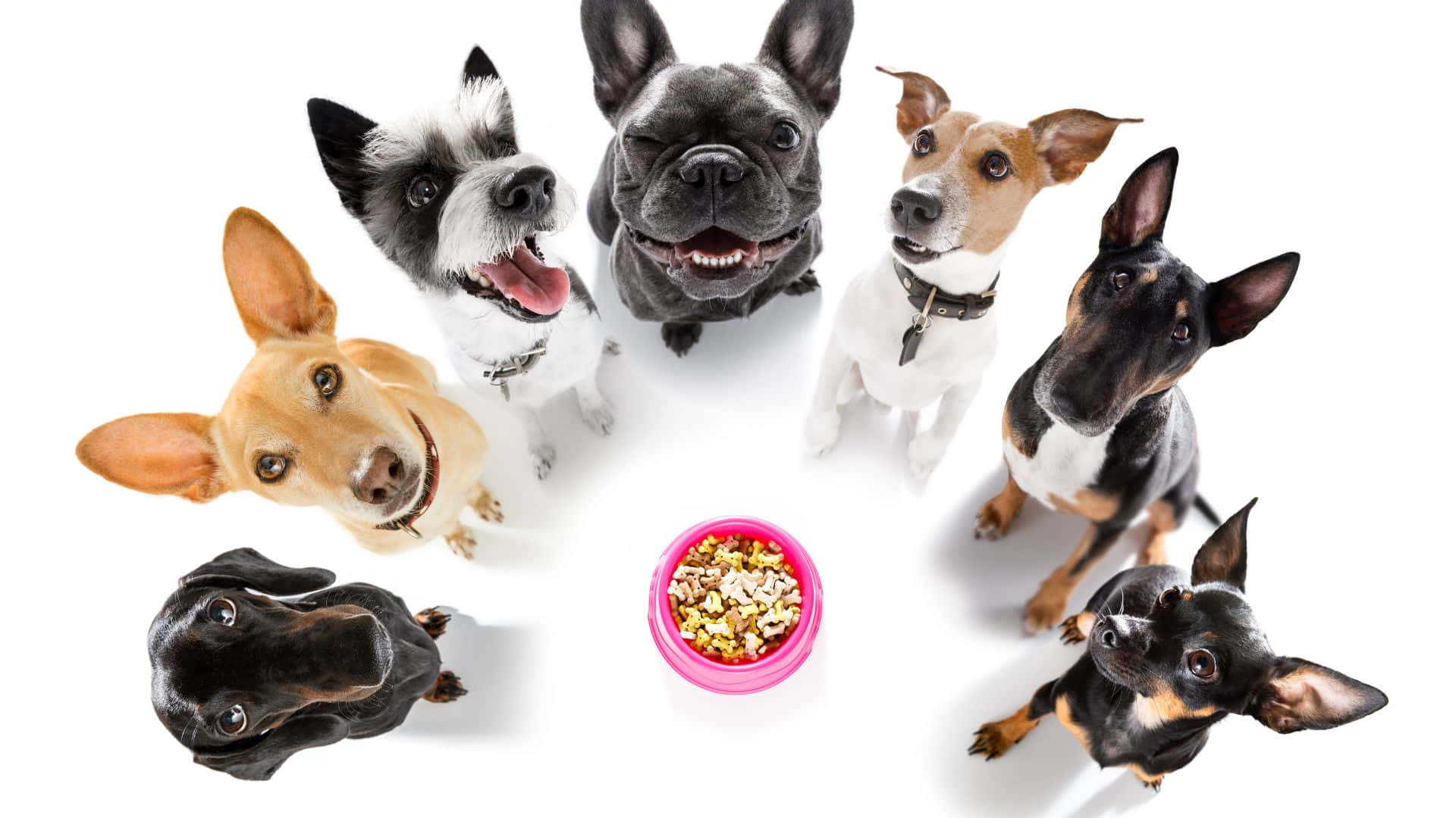 Dogs 桌布 壁紙 — 七種不同的狗圍成一個圓圈，熱切地抬頭看著一個粉紅色的狗糧碗，背景是純白色。