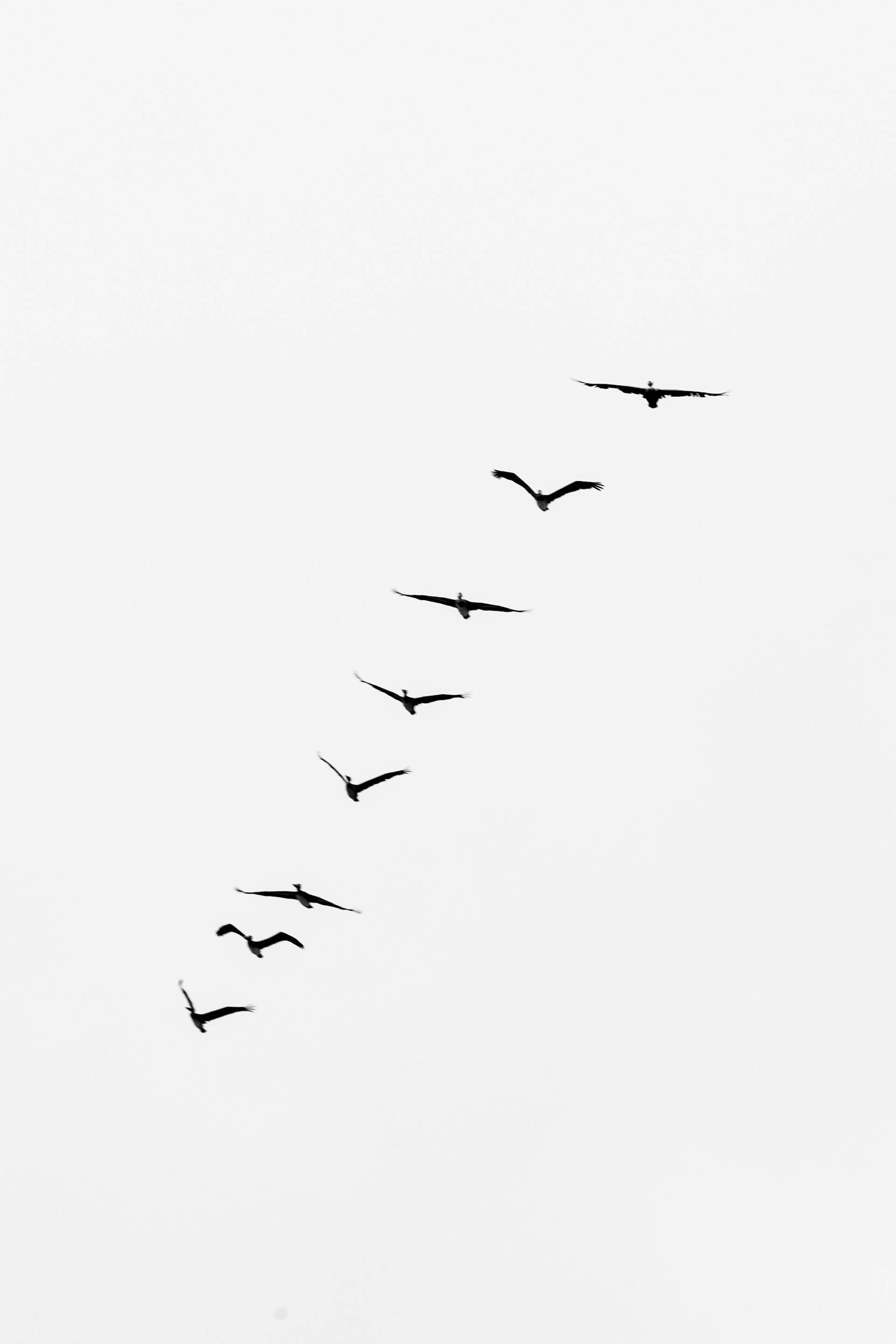 birds 桌布 壁紙 — 七隻深色鳥兒以對角線V字形隊列翱翔於廣闊蒼白的天空。