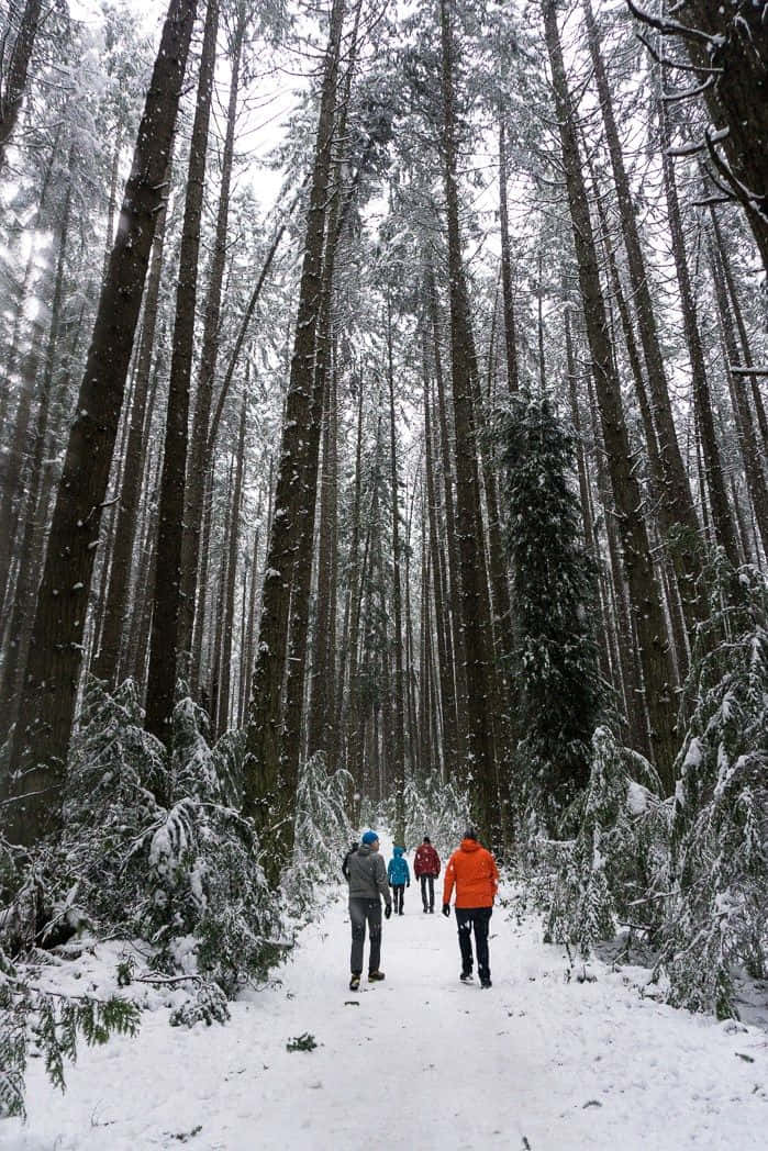 Winter Hiking 桌布 壁紙 — 三位穿著色彩繽紛外套的遠足者，在積雪覆蓋的森林小徑上行走，上方是高聳的、灑滿白雪的常青樹。