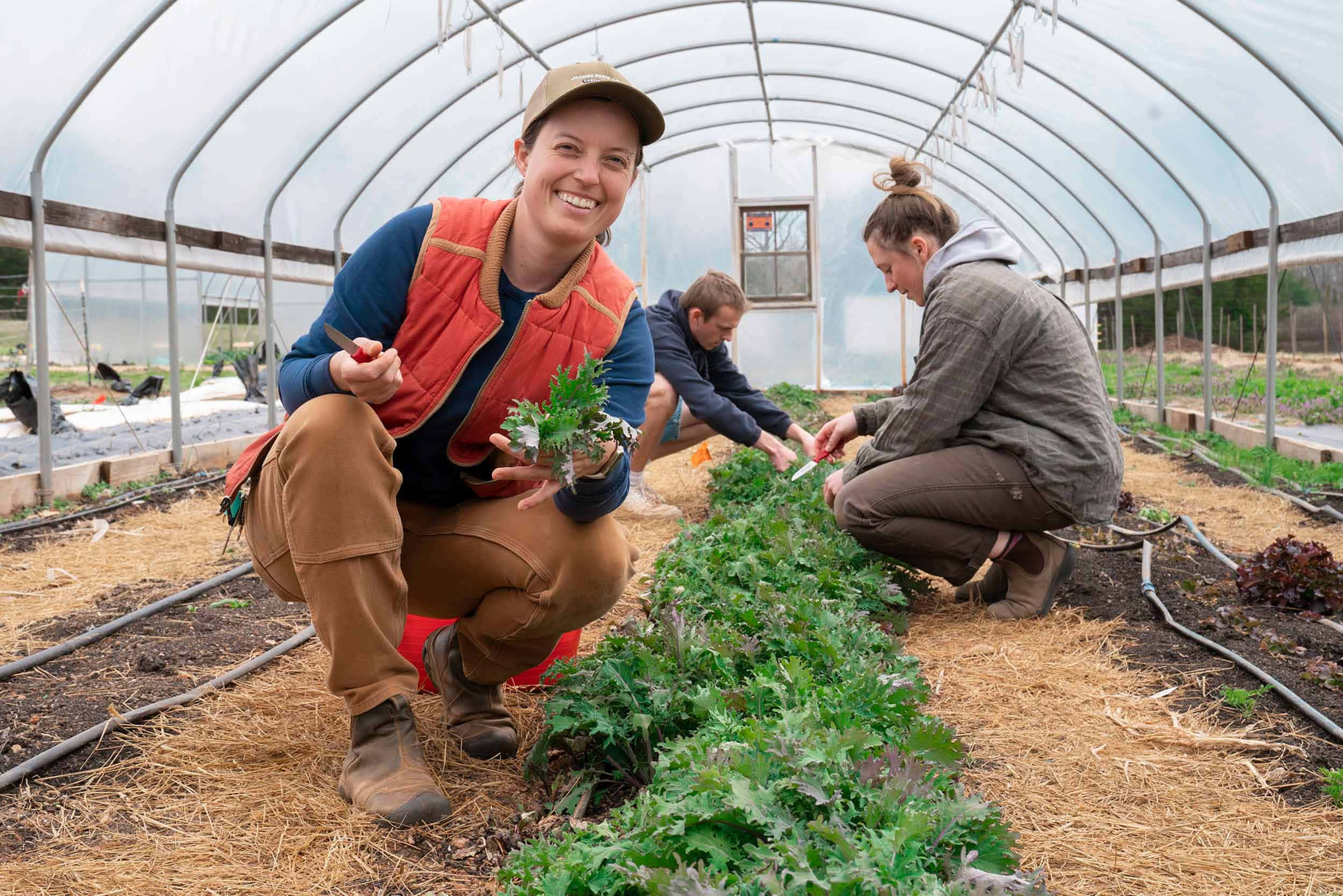Gardening 桌布 壁紙 — 三個人微笑著在溫室裏工作，照顧著半透明屋頂板下的一排排綠色葉菜。