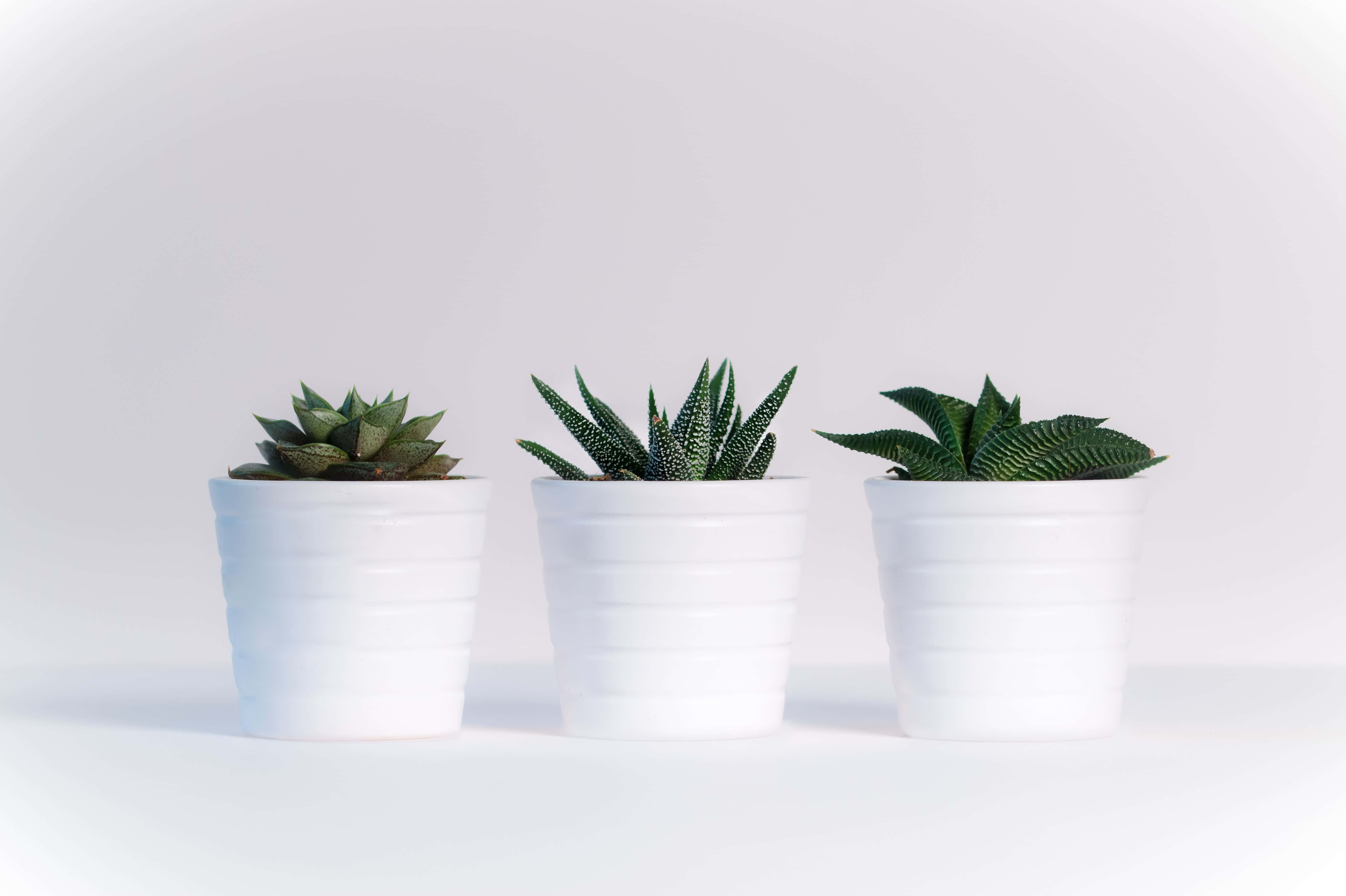 Ceramics 桌布 壁紙 — 三個白色陶瓷花盆盛載著不同的多肉植物，整齊地排列在純白色背景前。