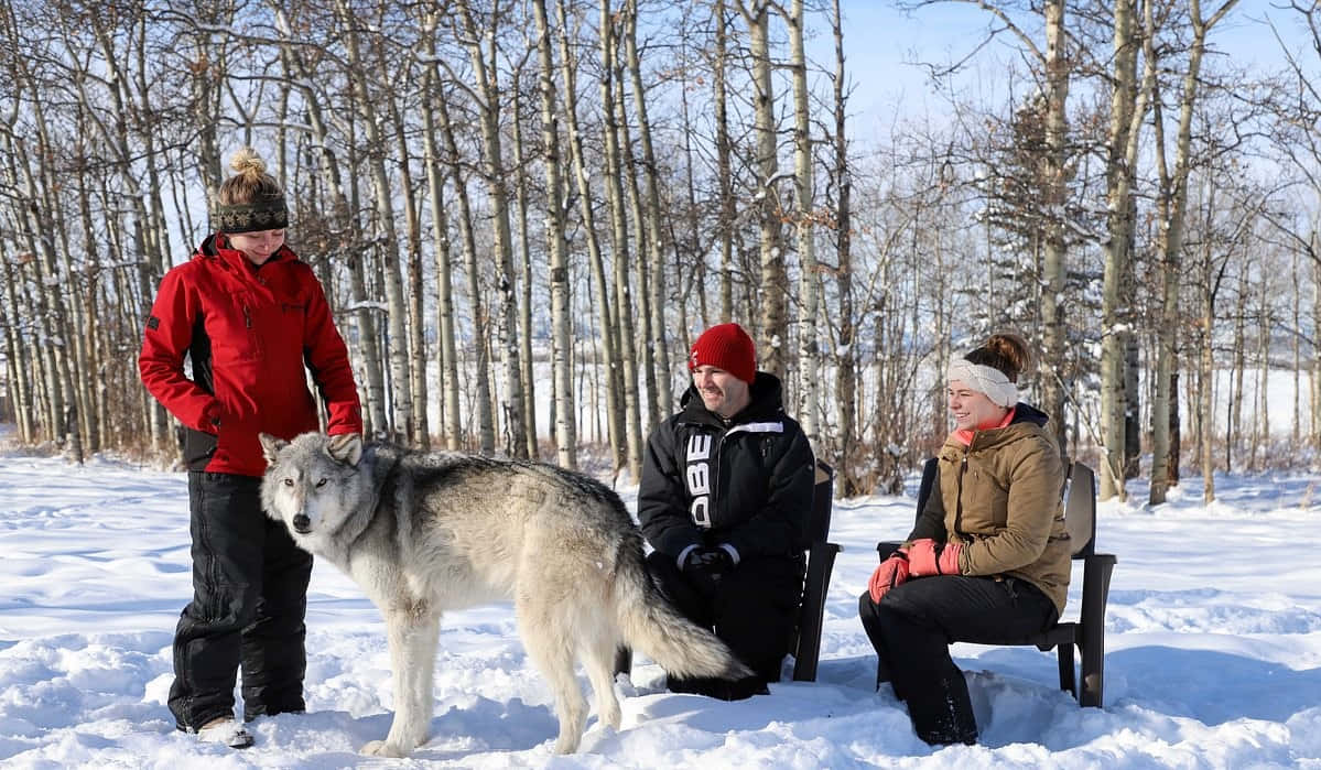 wolfdog 桌布 壁紙 — 三個穿著冬季裝備的人在明亮的藍天下，於雪地森林中與一隻大型灰狼互動。