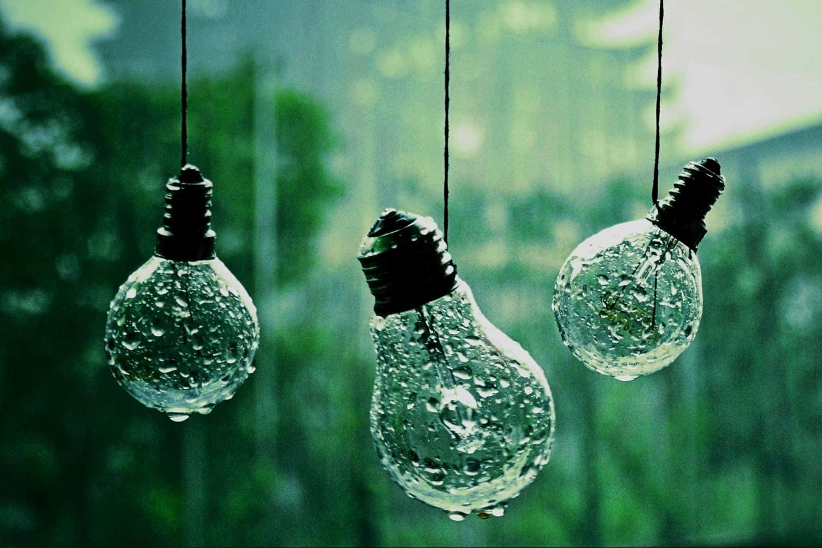  壁紙 — 三個被雨淋濕的燈泡懸掛在模糊的綠色森林背景前。