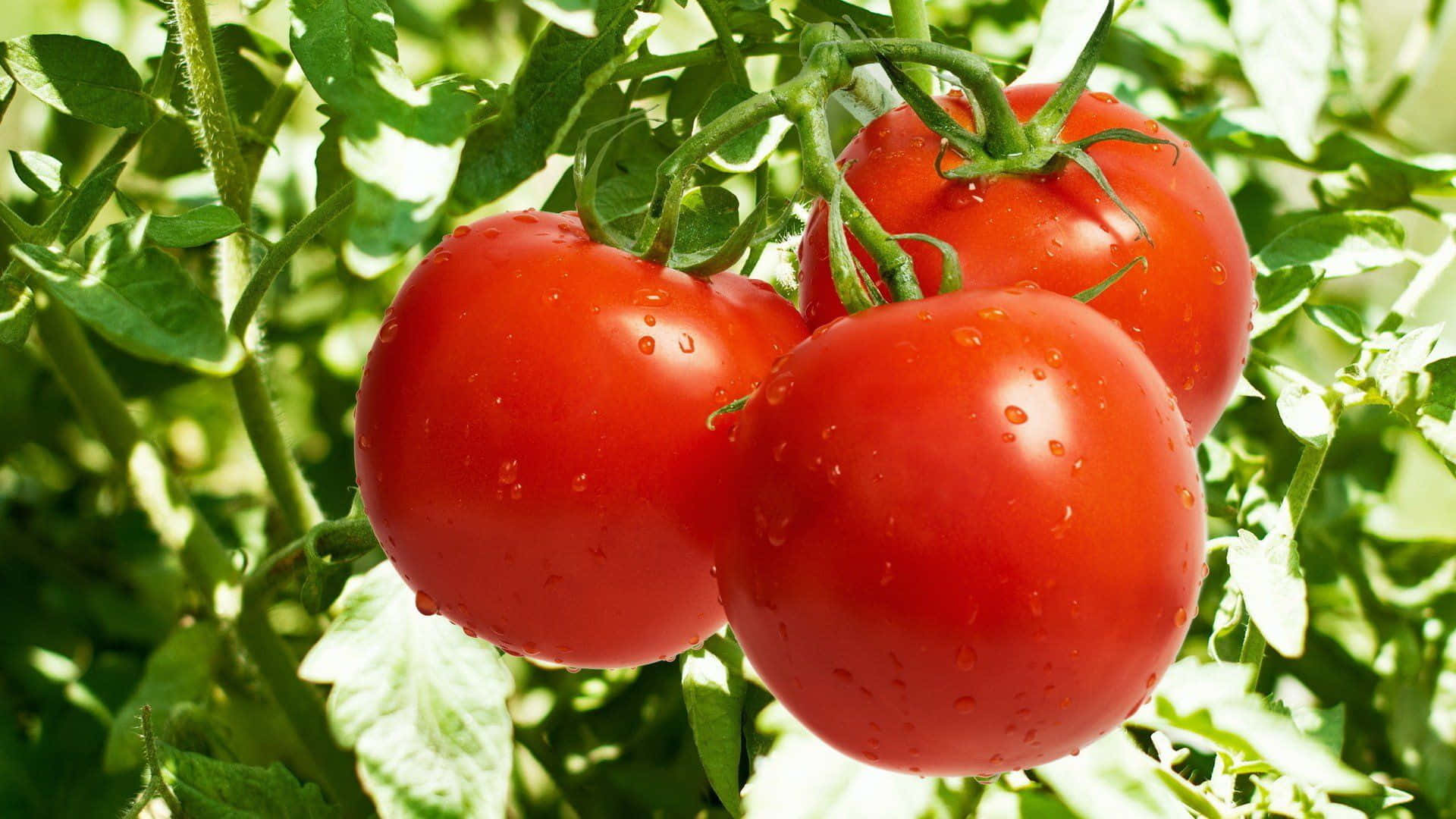tomato 桌布 壁紙 — 三個飽滿的紅色番茄在明亮的陽光下閃爍著露珠，掛在綠色藤蔓上。