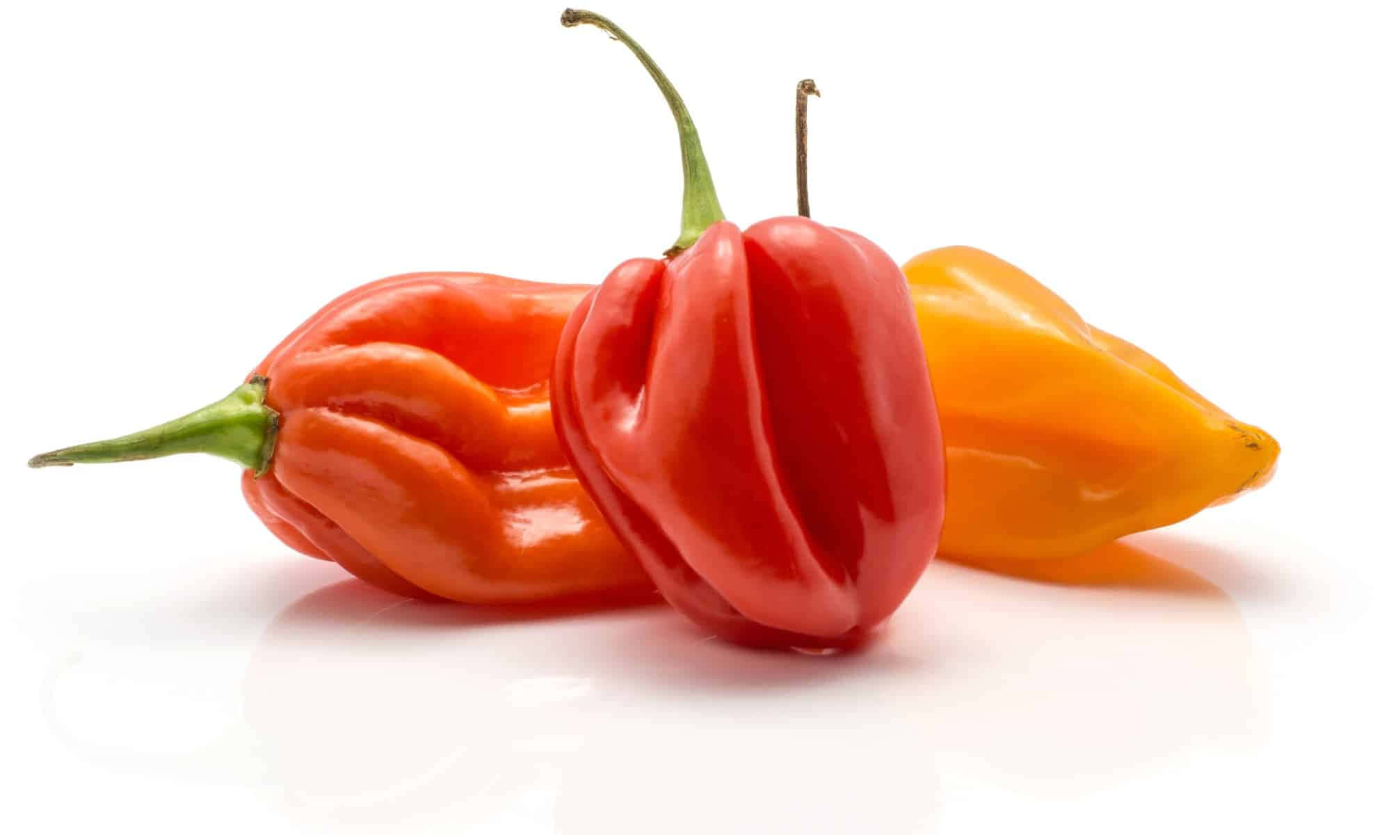 Ghost Pepper 桌布 壁紙 — 三個鮮紅色、橙色和黃色的辣椒，帶有綠色莖，放在反射的白色表面上。