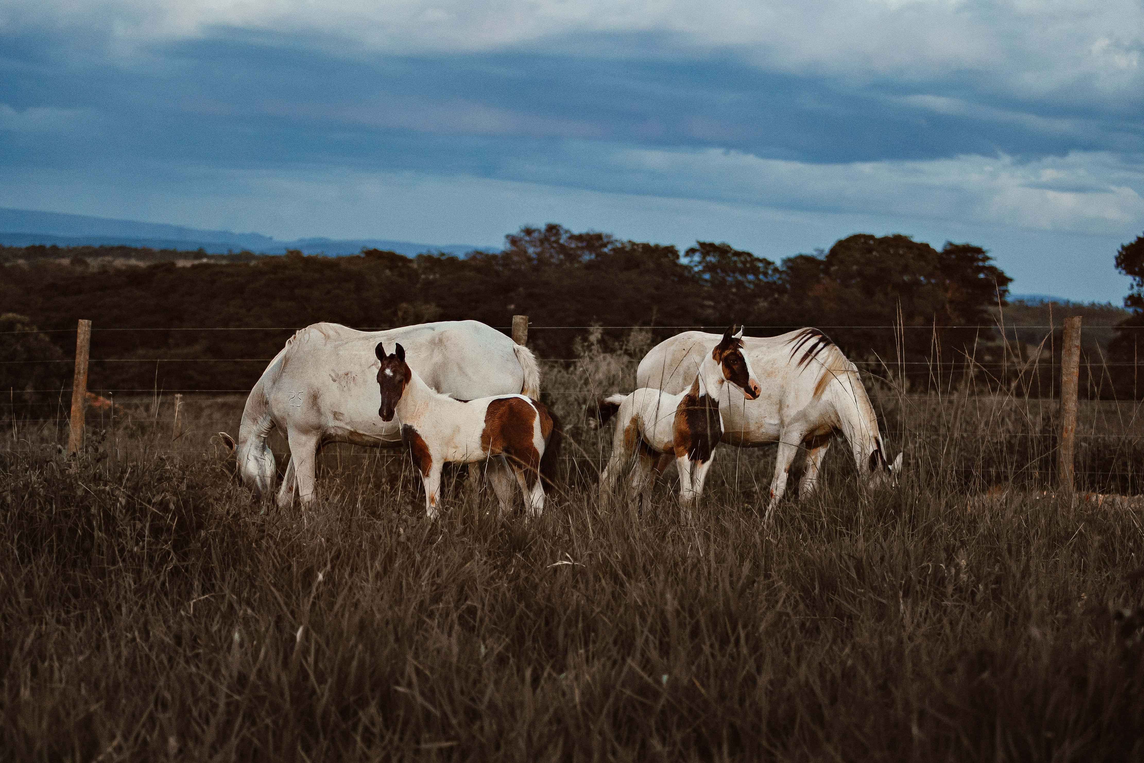 Beautiful Horses 桌布 壁紙 — 三匹毛色為白色和棕色的馬在陰沉多雲的天空下，於高草叢生的田野中平靜地吃草。