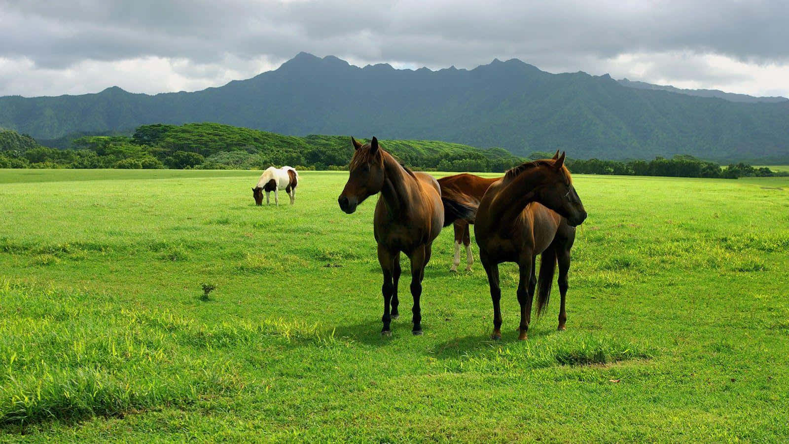 Brown Horse 桌布 壁紙 — 三匹馬企喺充滿活力嘅綠色牧場，遠處有山，天空多雲。