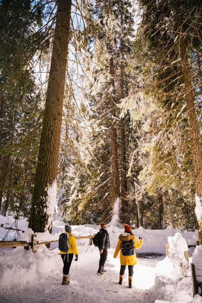 Winter Hiking 桌布 壁紙 — 三名穿著亮黃色外套的健行者，在陽光明媚、白雪覆蓋的森林中徒步，周圍是高聳的、積雪點綴的常青樹。