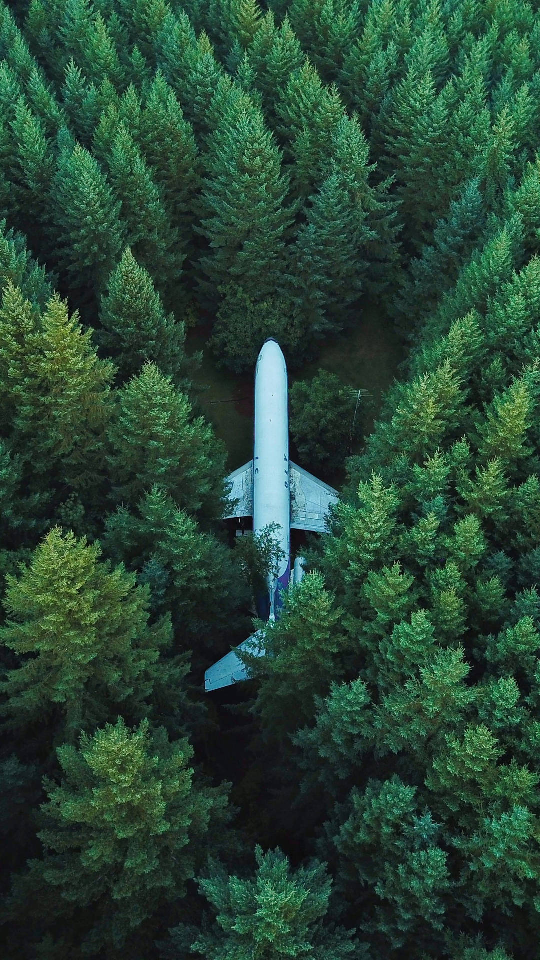 從上方看，白色飛機 nestled 在高大的綠色松樹之間。