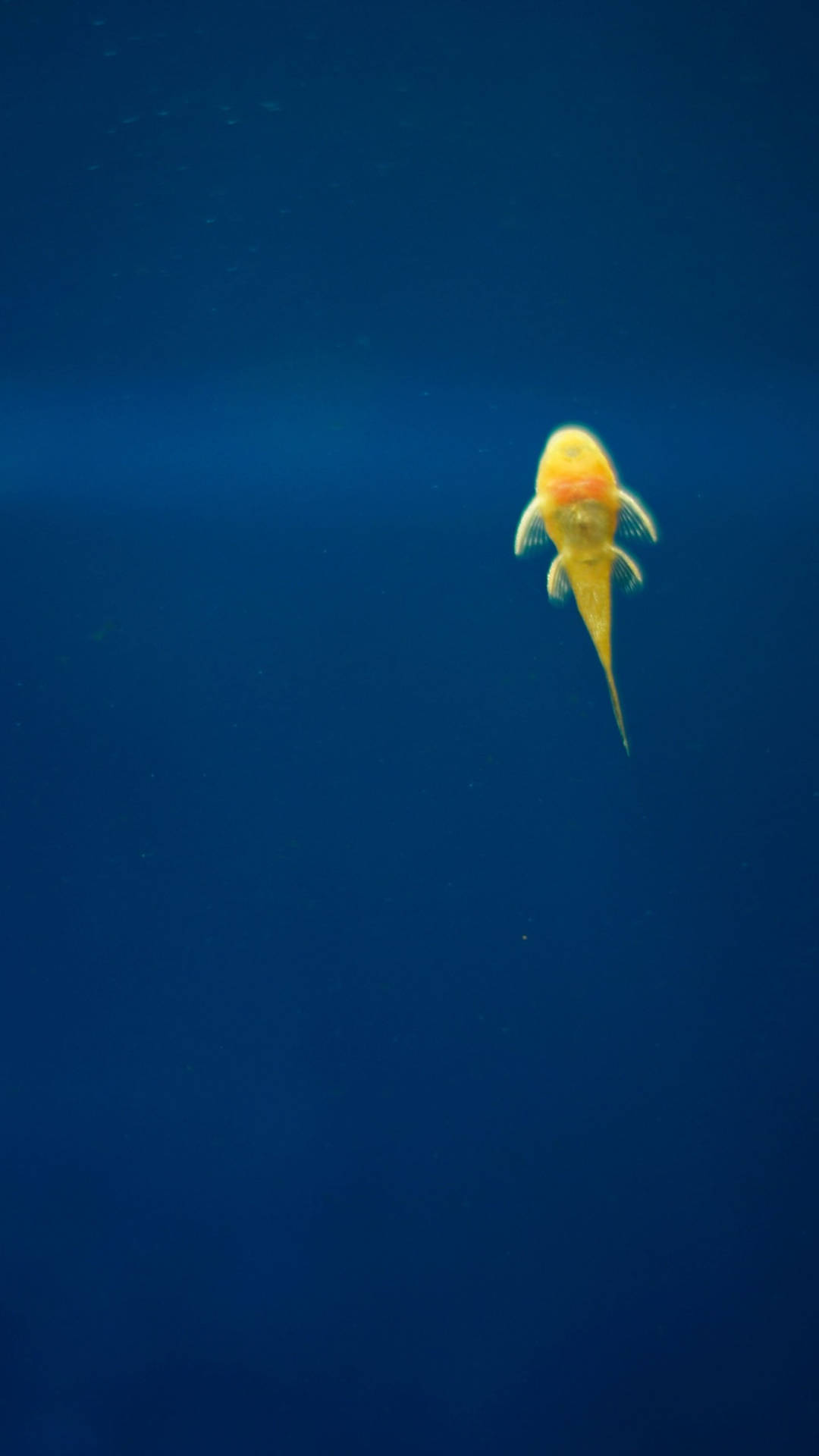 一條黃色鯰魚獨自在深藍色水中游動。