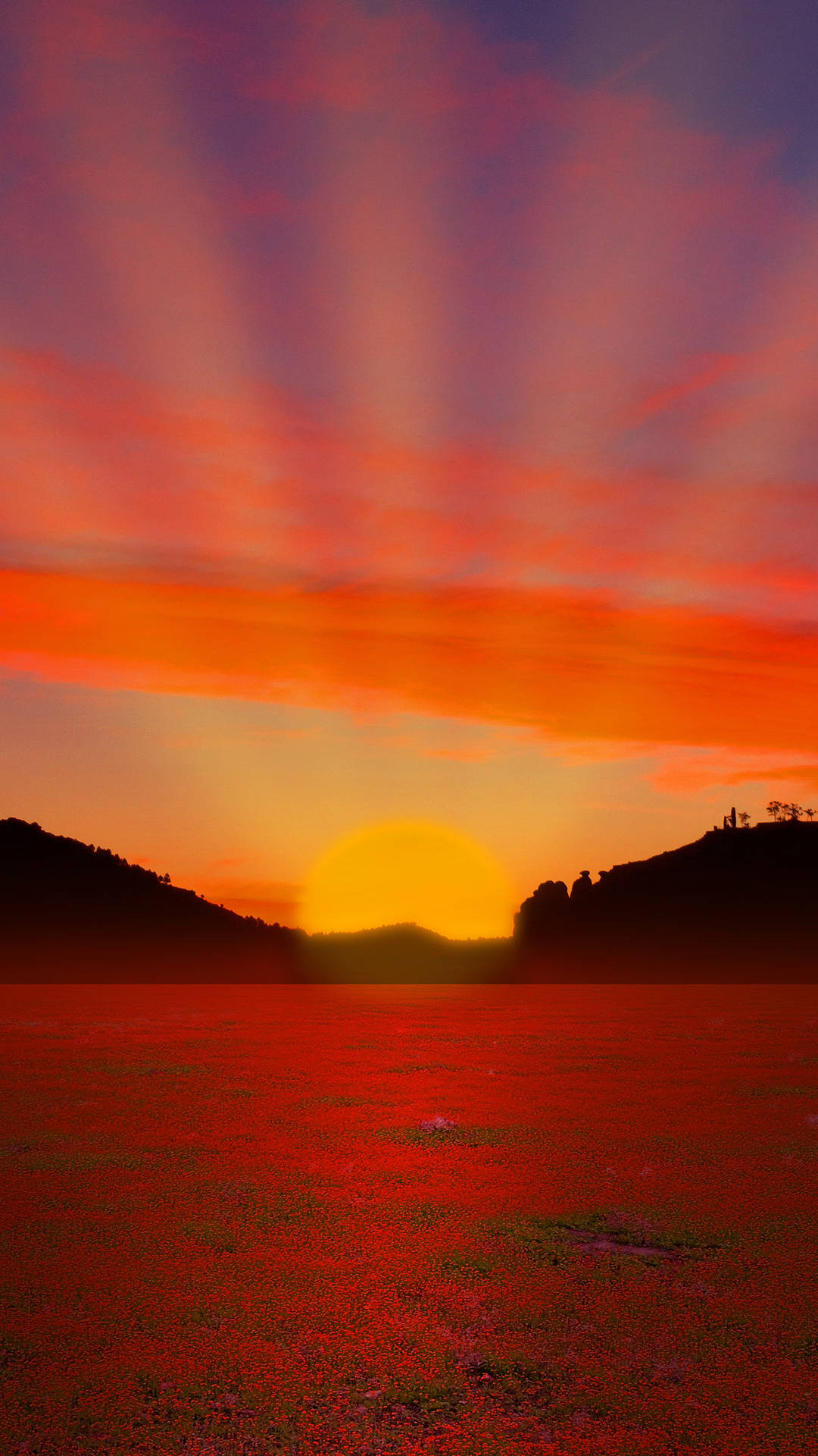 紅花田上充滿活力的夕陽，山丘呈現剪影。