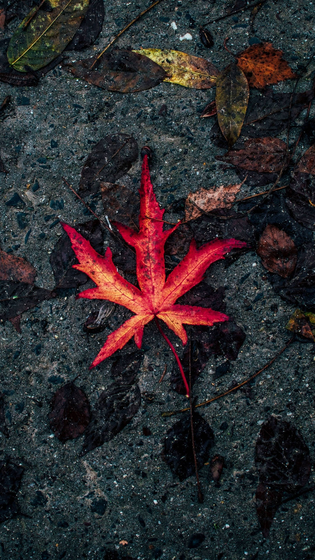 潮濕瀝青上一片鮮紅的楓葉，伴隨著掉落的棕色落葉。
