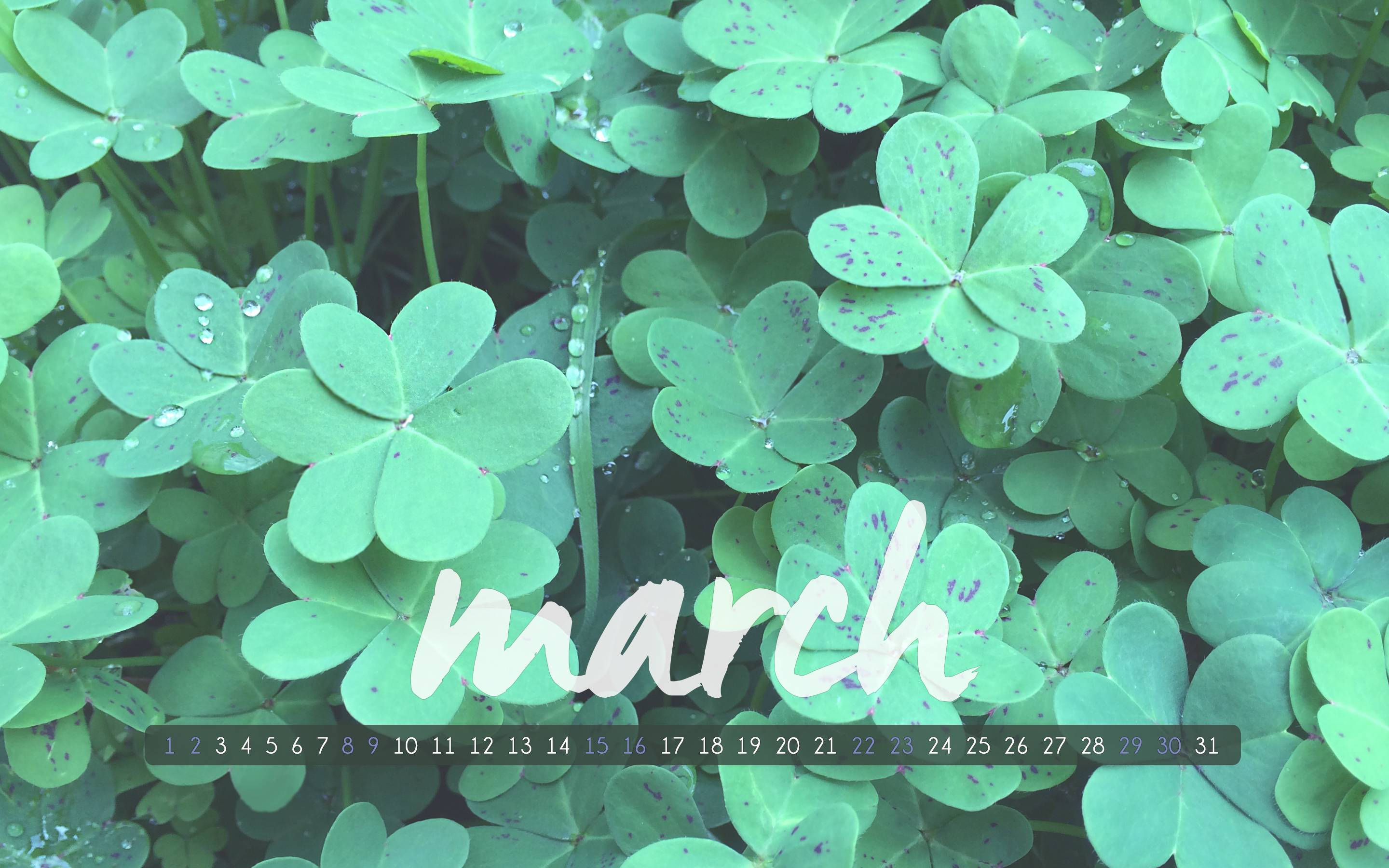 三月與三葉草葉片 壁紙 — 特寫鏡頭：充滿活力的綠色三葉草葉片，帶有露珠，並在日曆網格上以白色草書寫有march一詞。