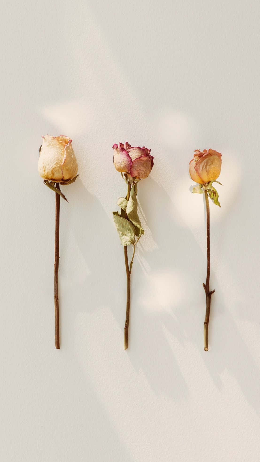 Dried Flowers 桌布 壁紙 — 三朵帶有棕色莖的乾燥玫瑰在溫暖燈光下於純白牆上投下柔和陰影。
