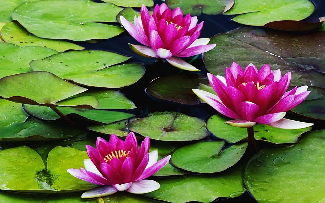 lily 桌布 壁紙 — 三朵鮮豔的粉紅色睡蓮在平靜的深色水面上，在茂密的綠色睡蓮葉中優雅地綻放。
