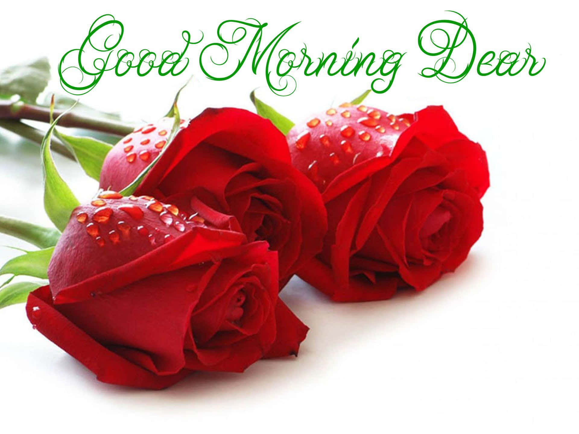 Good Morning 桌布 壁紙 — 三朵鮮豔的紅玫瑰帶有露珠，放在白色背景上，襯托著綠色草書文字「早安，親愛的」。