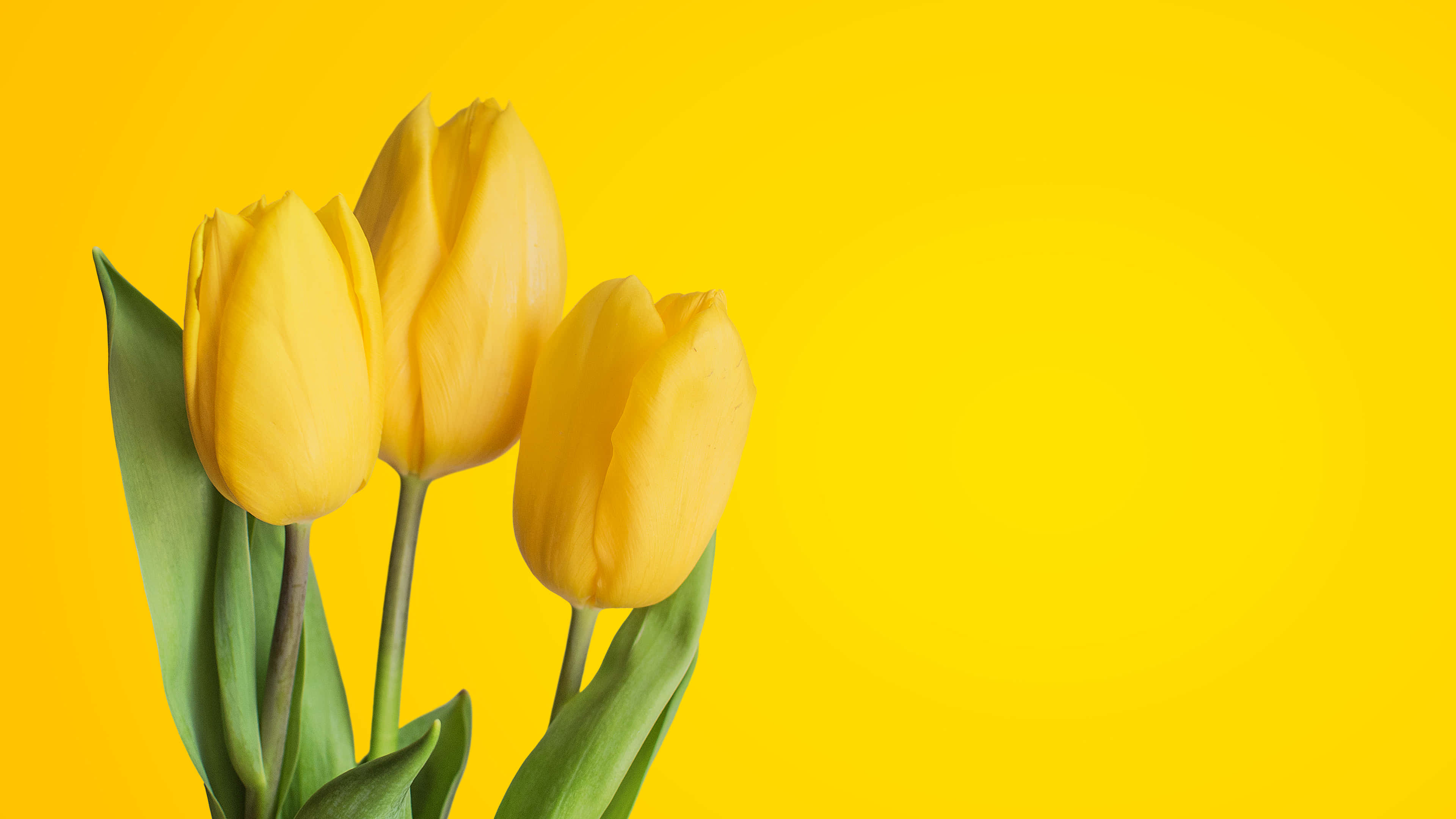 Yellow Tulips 桌布 壁紙 — 三朵鮮黃色的鬱金香，帶有綠色葉子，立在純亮黃色背景前。