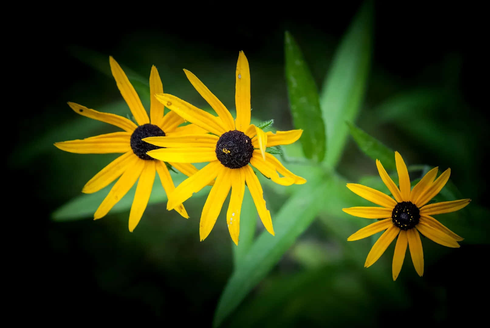 Yellow Coneflower 桌布 壁紙 — 三朵鮮黃色的黑眼蘇珊花，帶有深色花心，在柔和模糊的綠色和黑色背景中盛開。
