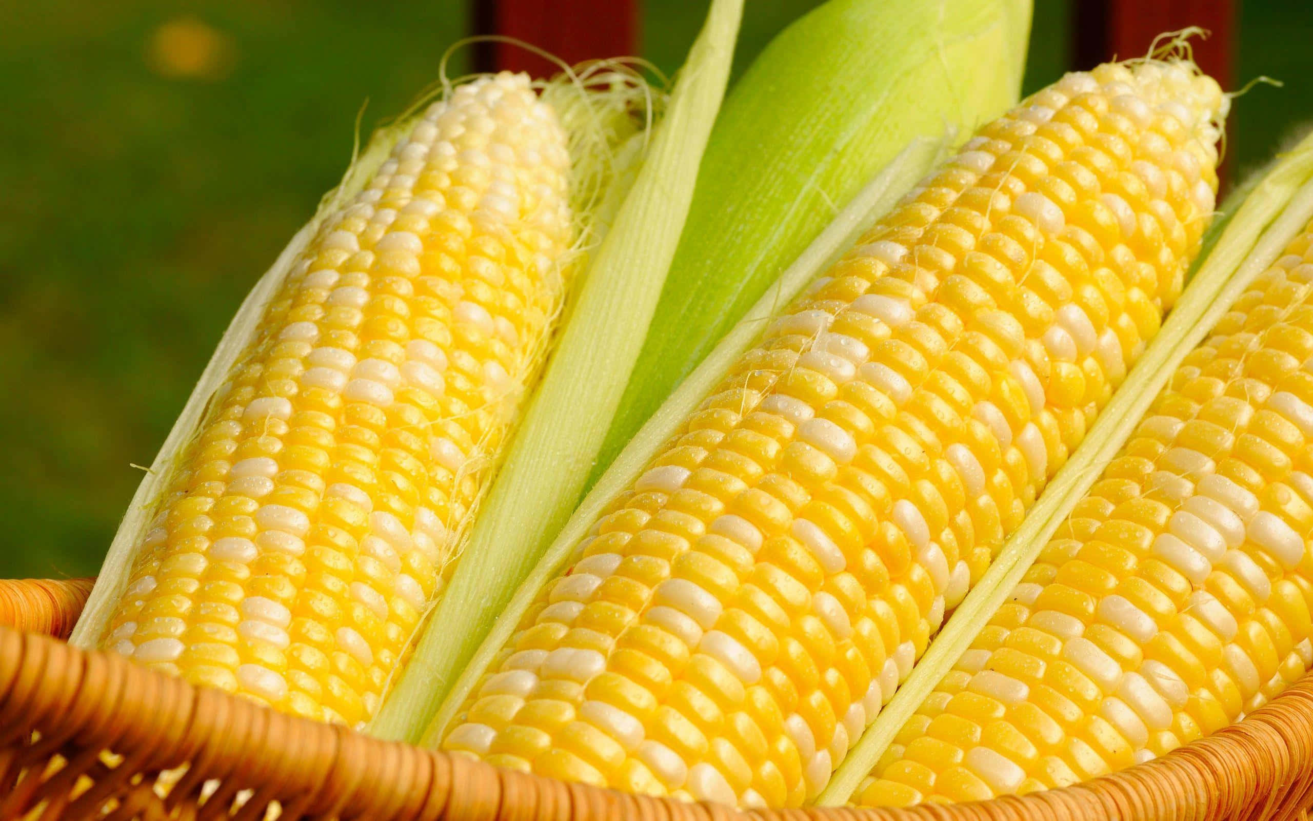 Yellow Corn 桌布 壁紙 — 三條新鮮的黃色玉米，帶有綠色外殼，放在一個編織籃子裡，背景是模糊的綠色。