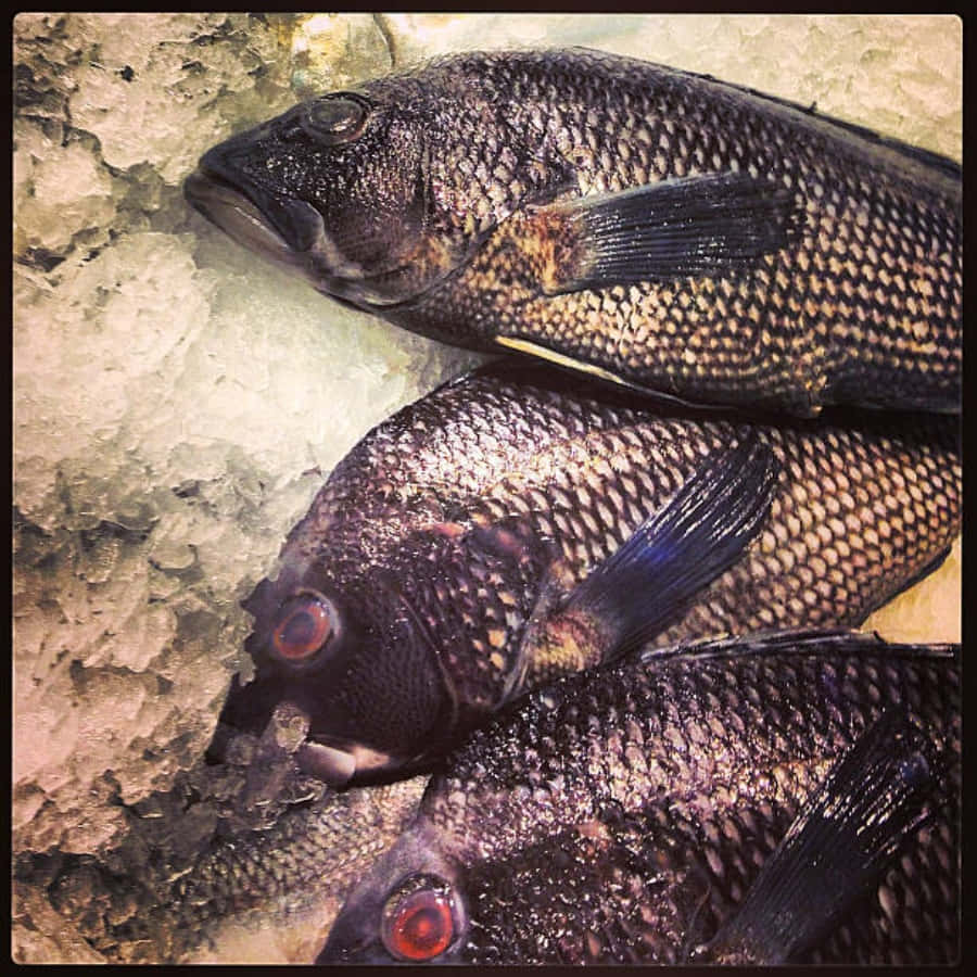 Black Sea Bass 桌布 壁紙 — 三條深色有鱗的魚，眼睛紅色，躺在市場展示區的紋理冰上。