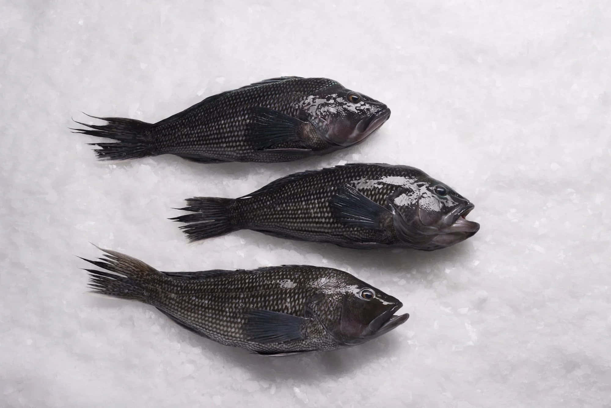Black Sea Bass 桌布 壁紙 — 三條深色鱗片的魚躺在碎冰床上，構成簡潔極簡的畫面。